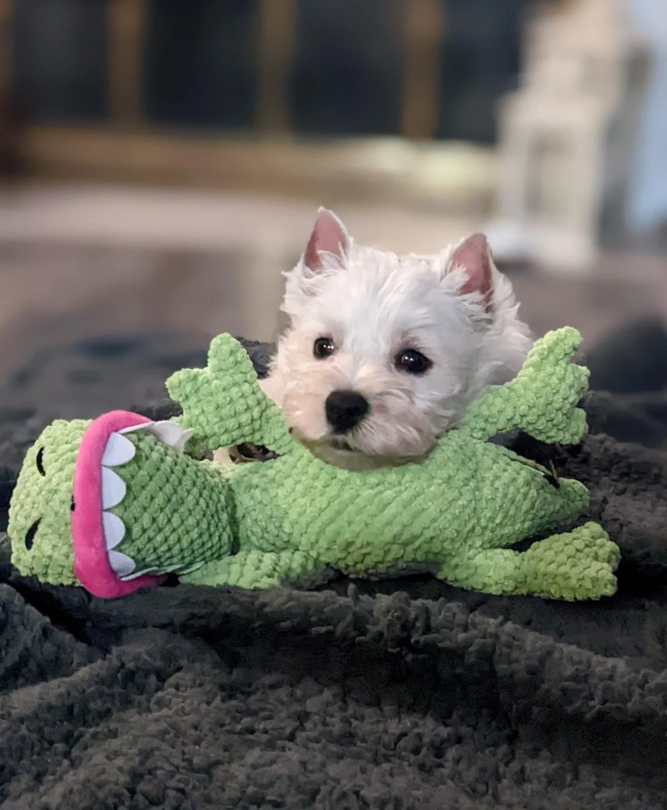 Westley the westie when he was a small tiny puppy no bigger than his first toy [green dinosaur] which he is currently resting his head against at the time the photo was taken.