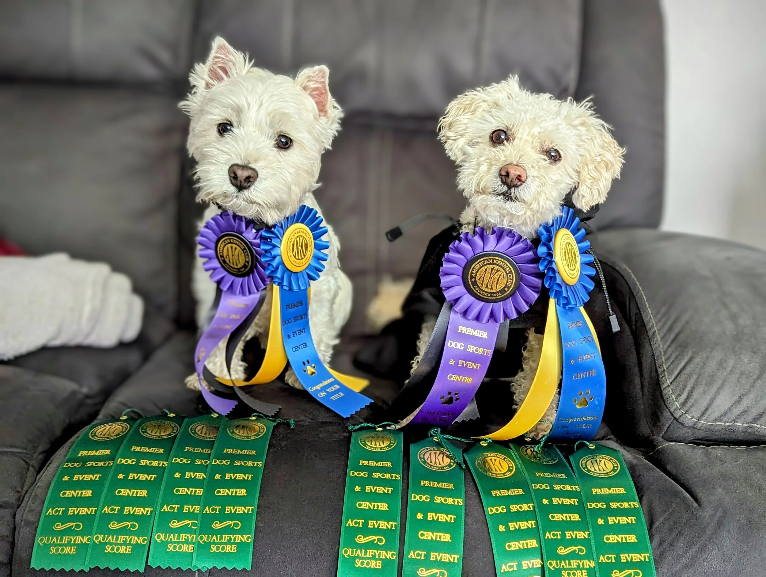 Two small dogs, possibly terriers, wearing purple and blue award ribbons around their necks, sitting on a dark surface with green award ribbons in front of them. The dogs are in front of a gray background.