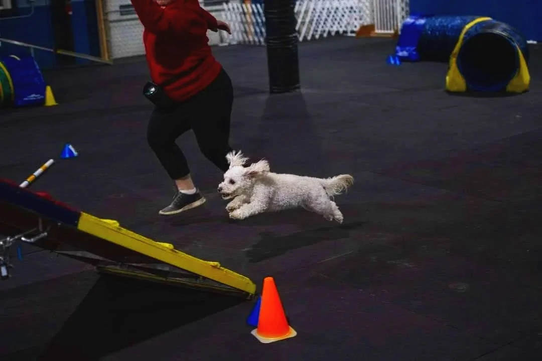 A person and a small white dog running on an indoor agility training course with cones, tunnels, and obstacles. Dog Agility. Dog Sports. Work-Life Balance. Fun. Animal-Assisted Therapy.