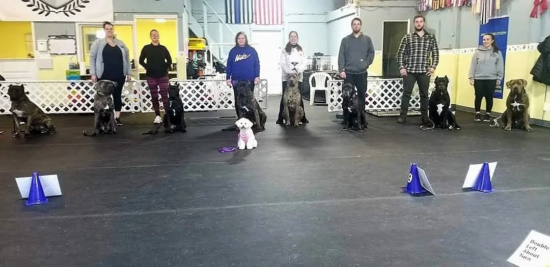 Line of people with Cane Corsos on leashes in a training room. A small white dog in a pink hoodie sits in the foreground.