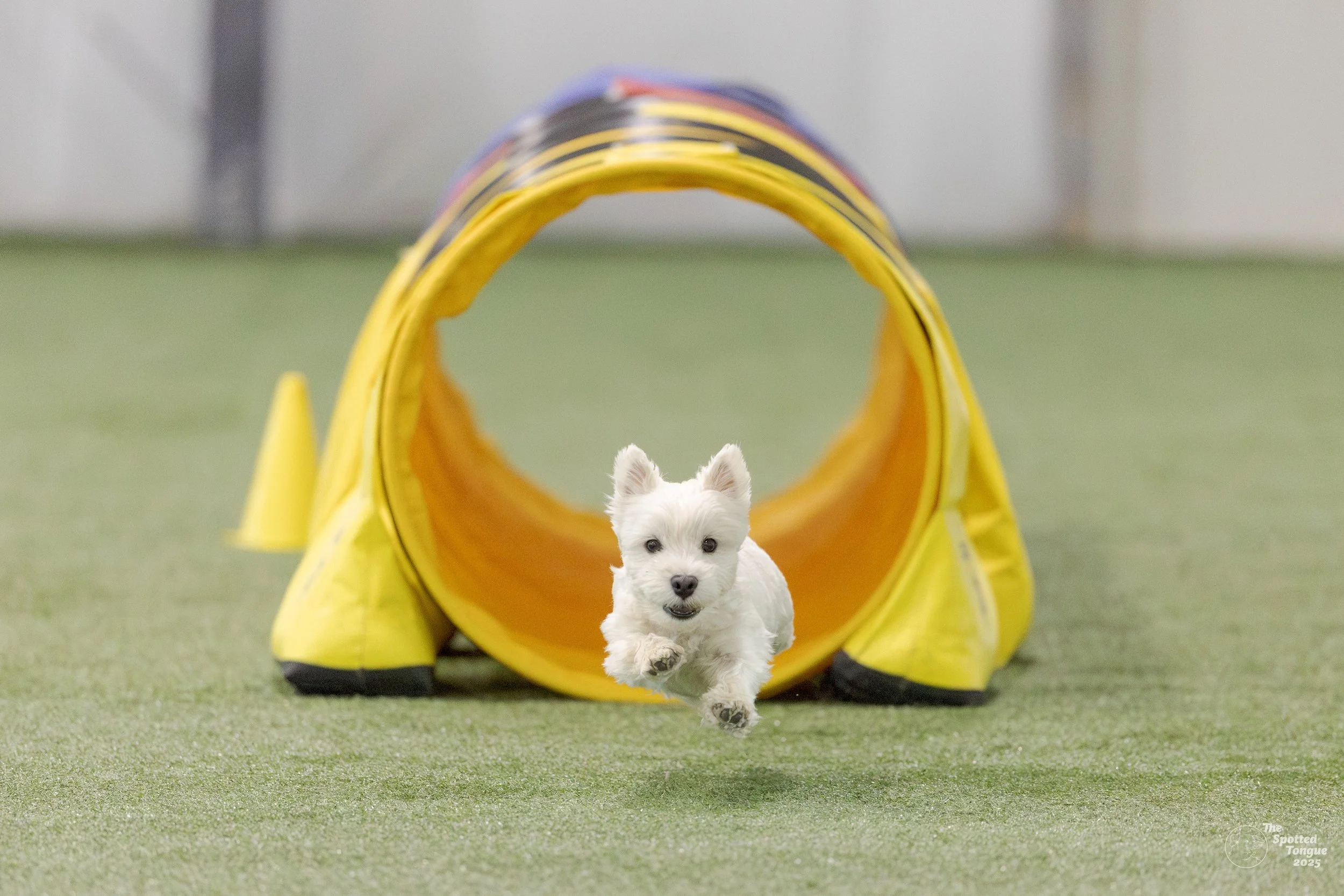 Westley running, soaring, out of the tunnel during a competition agility match.