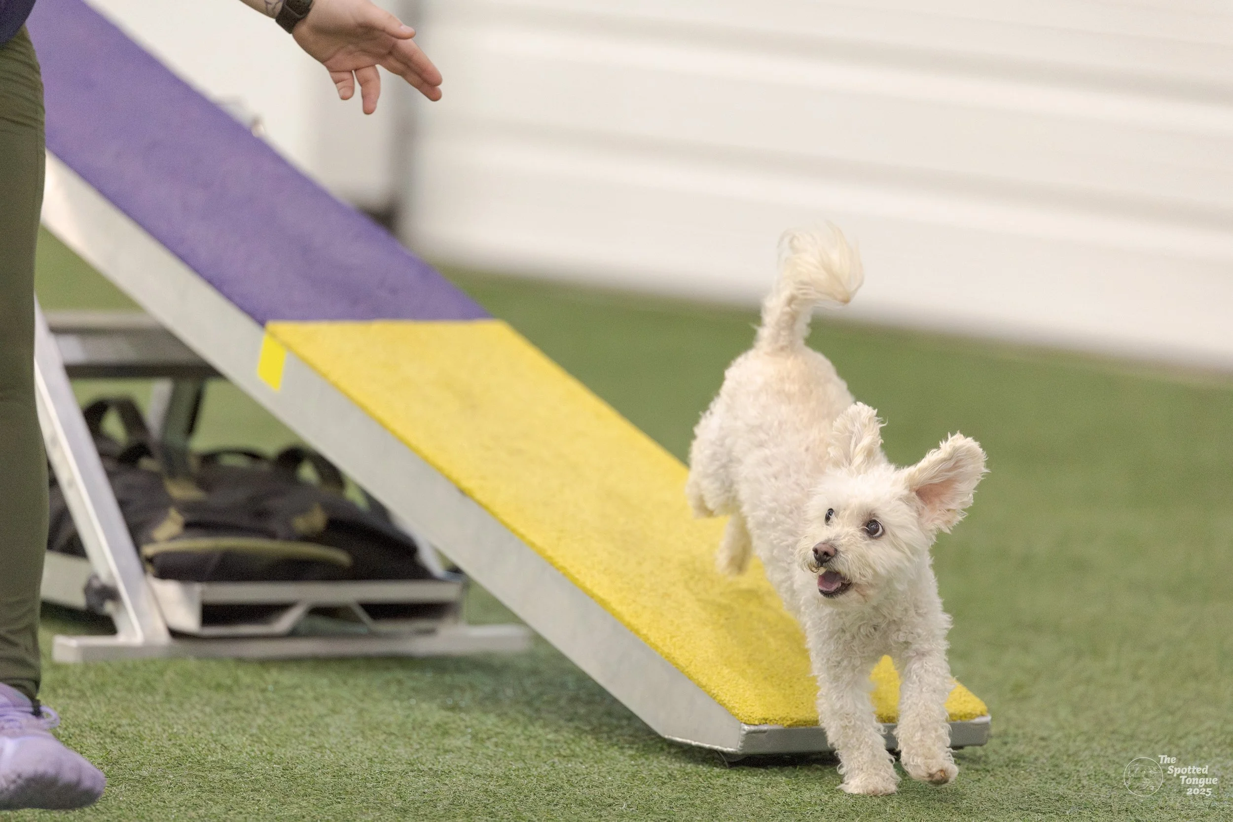 Riley, a small, curly-haired dog with open mouth running on a yellow and purple agility ramp, with Jessica Allen just barely in the photo.