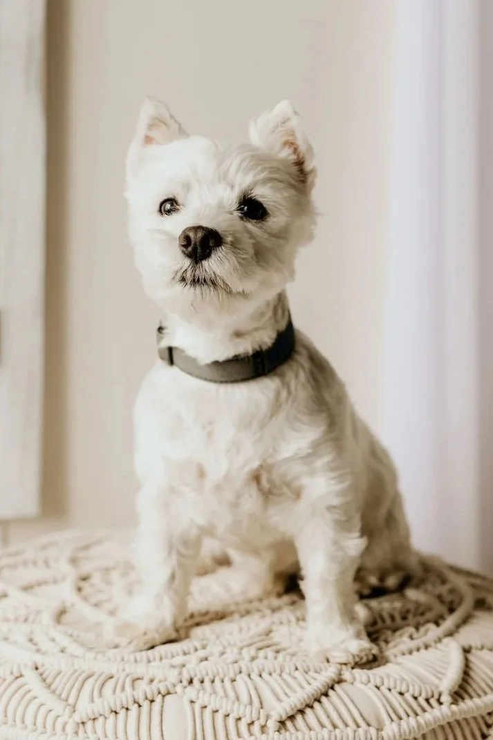 Small white dog (Westie) with pointy ears and black collar sitting on a textured cream-colored ottoman.