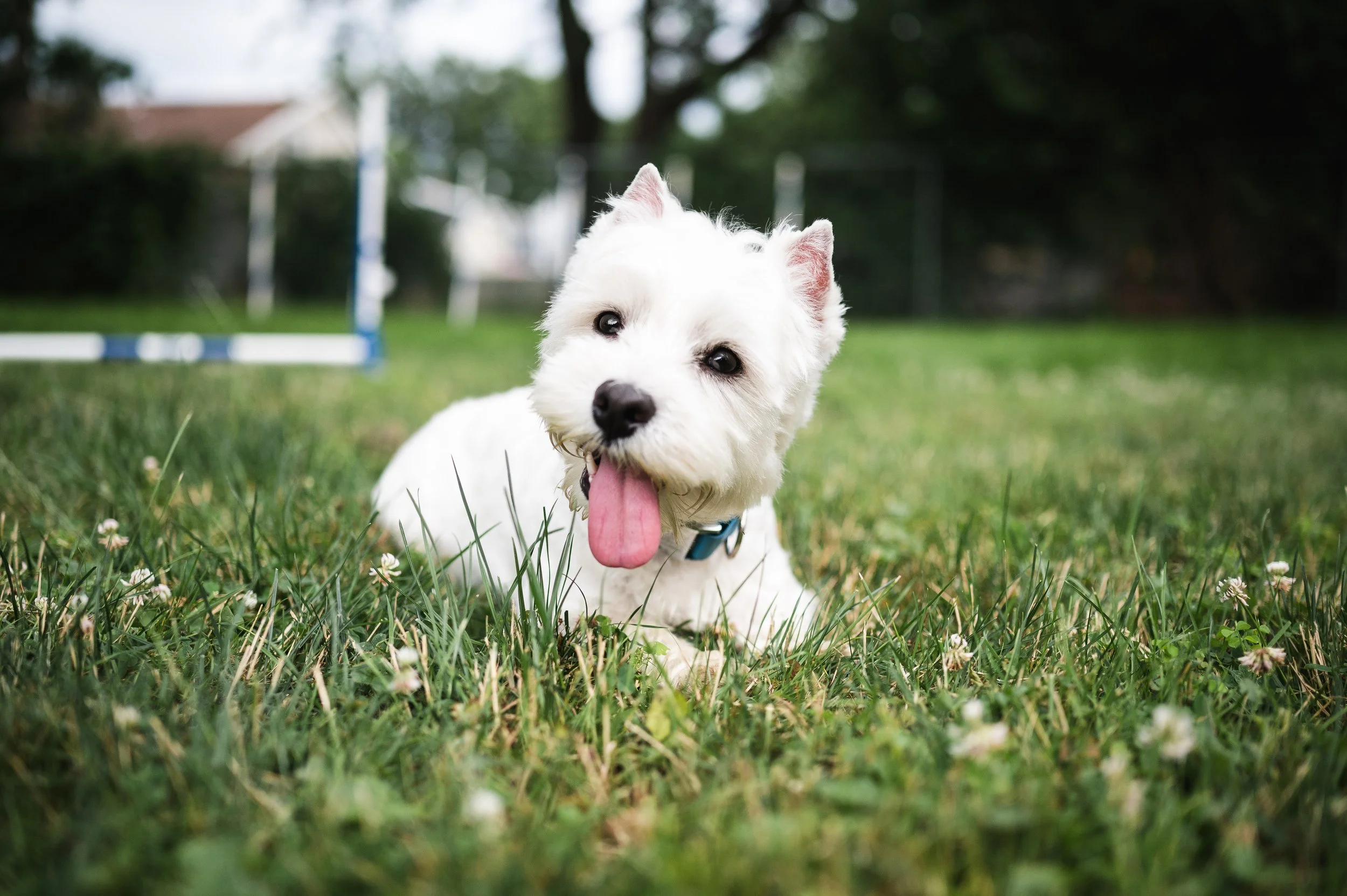 Westley the westie, a small white dog with a playful expression, tongue out, lying in the grass in a park.