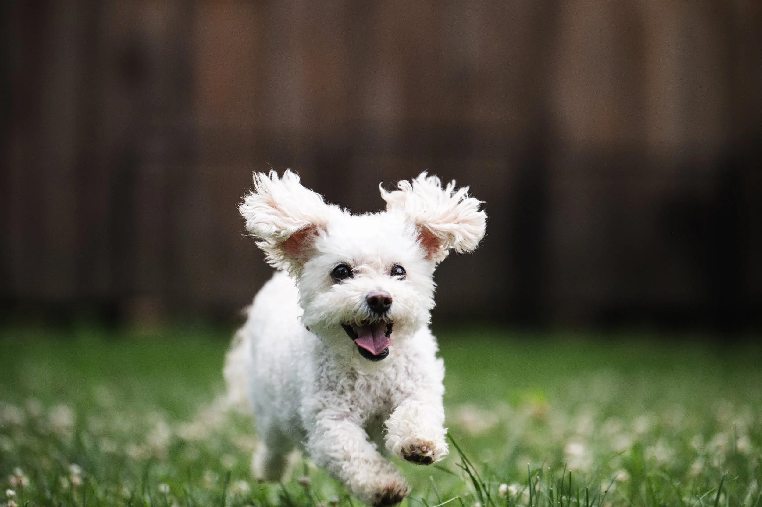 Riley happily running towards Jessica Allen LCSW off screen. She has bright eyes and tongue out. Therapy Dog. Rescue Dog.