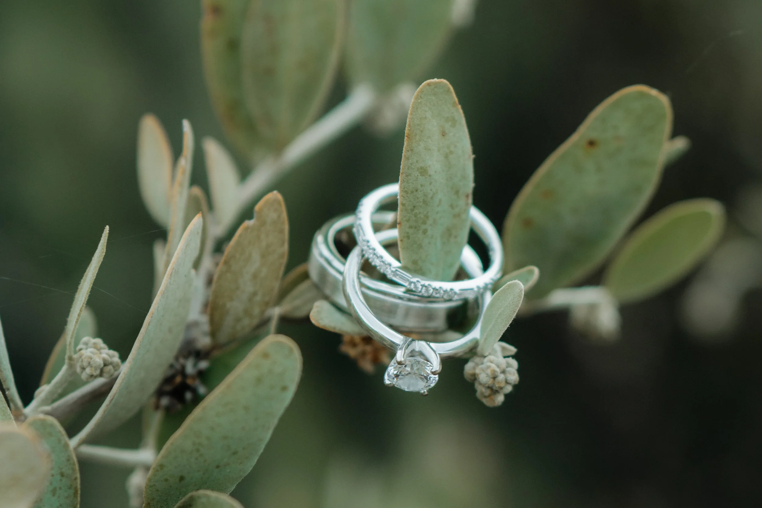 Close-up of a silver ring with a hanging teardrop-shaped gemstone, placed on a green, fuzzy plant with elongated leaves and small white flowers.