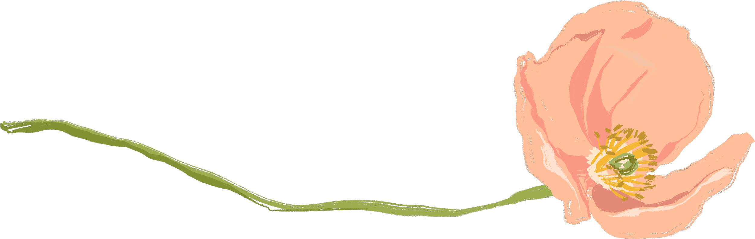 A single pink poppy flower with a green stem and yellow center, laying horizontally against a black background.