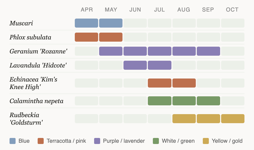 A plant blooming calendar showing the months of April to October with various plant species and their blooming periods represented by colored bars. Muscari blooms in May, Phlox subulata in April and May, Geranium 'Rozanne' from May to October, Lavandula 'Hidcote' from June to July, Echinacea 'Kim's Knee High' in July and August, Calamintha nepeta from August to October, and Rudbeckia 'Goldsturm' from August to October.