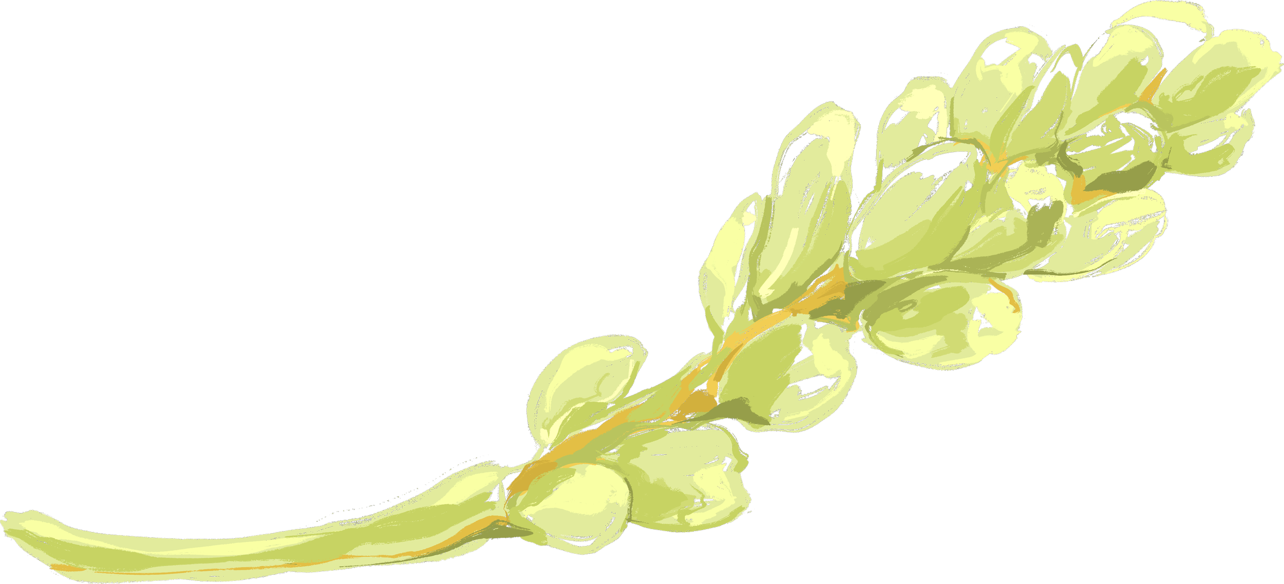 A digital illustration of a light green plant with elongated, rounded leaves on a black background.
