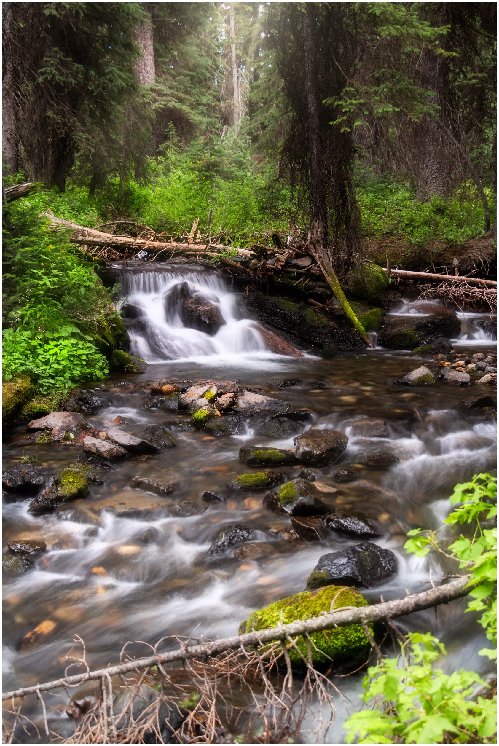 Nature-7_bordered.jpg
