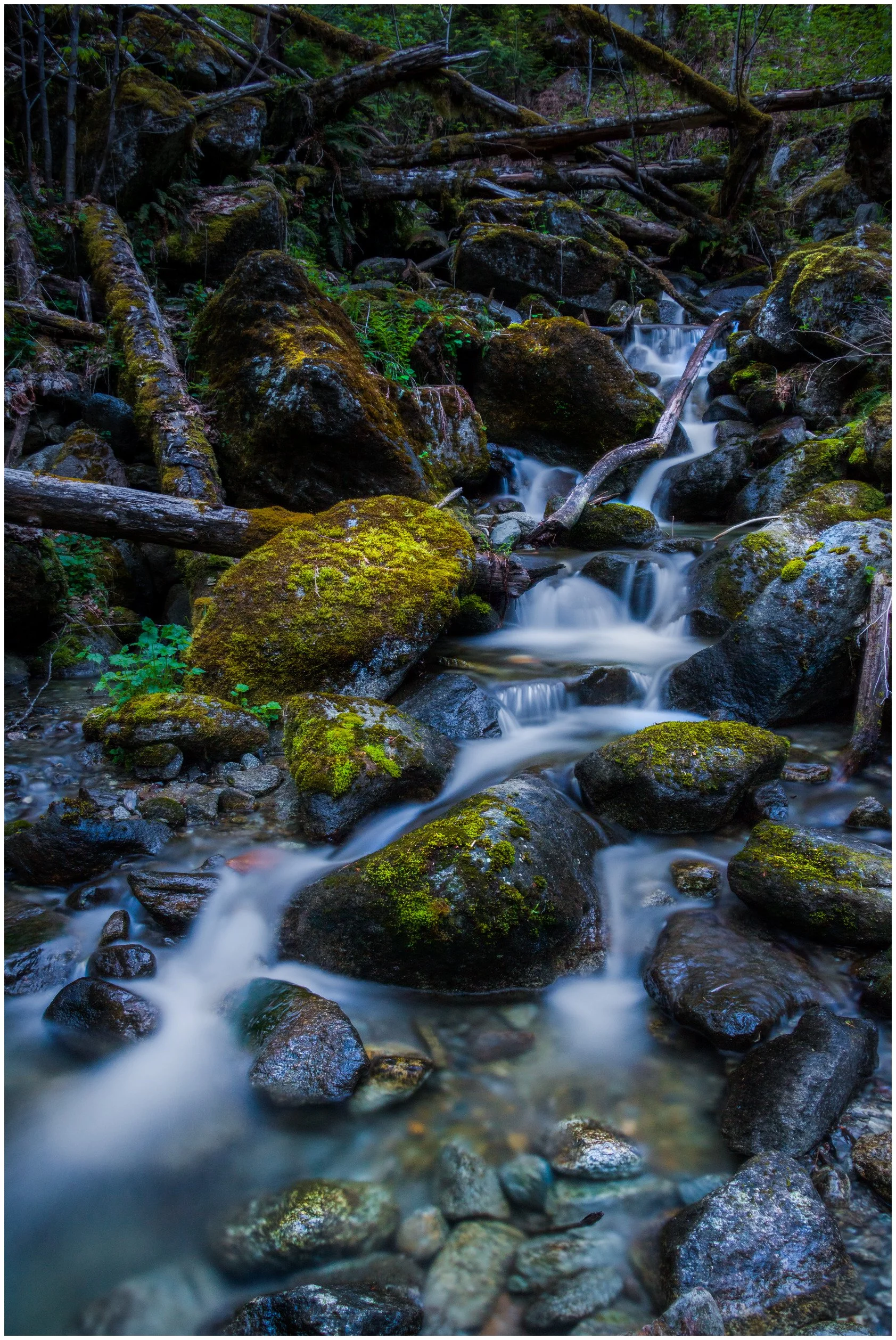 Nature-5_bordered.jpg