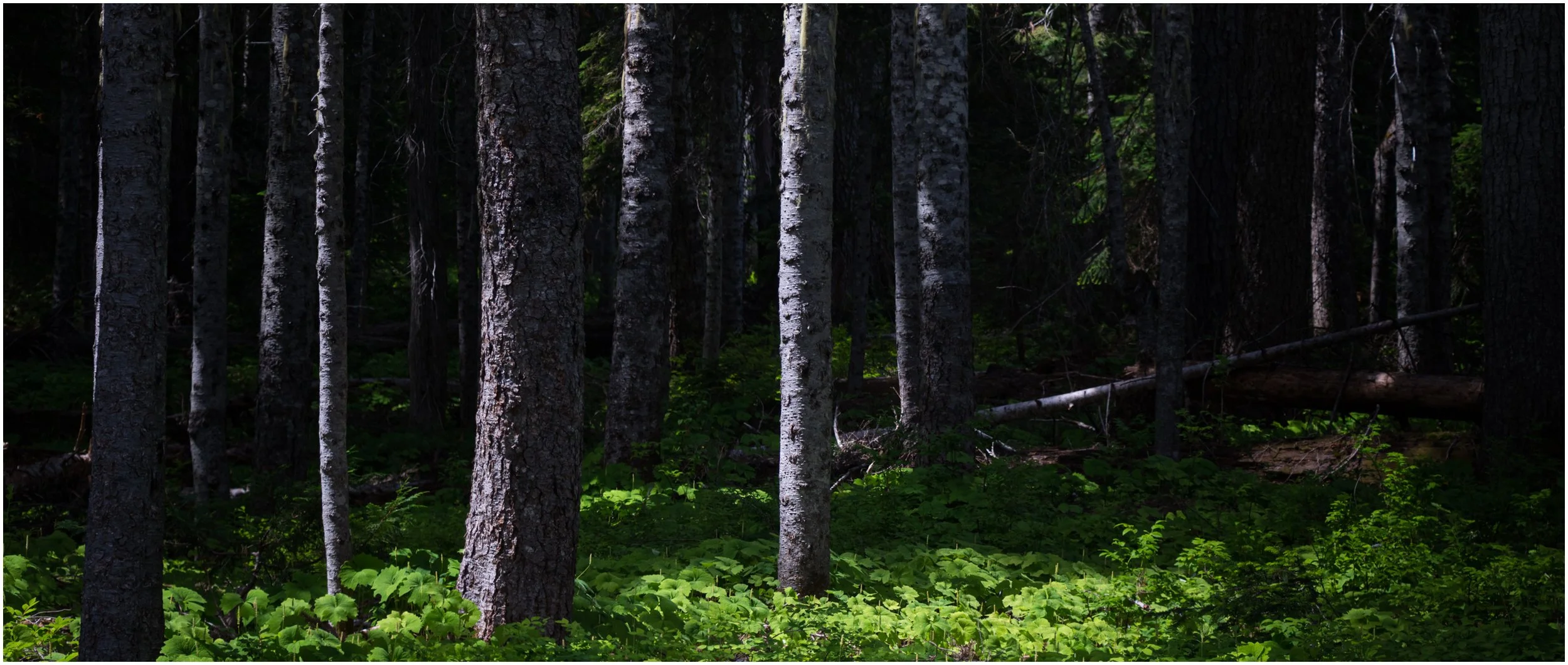 Nature-6_bordered.jpg