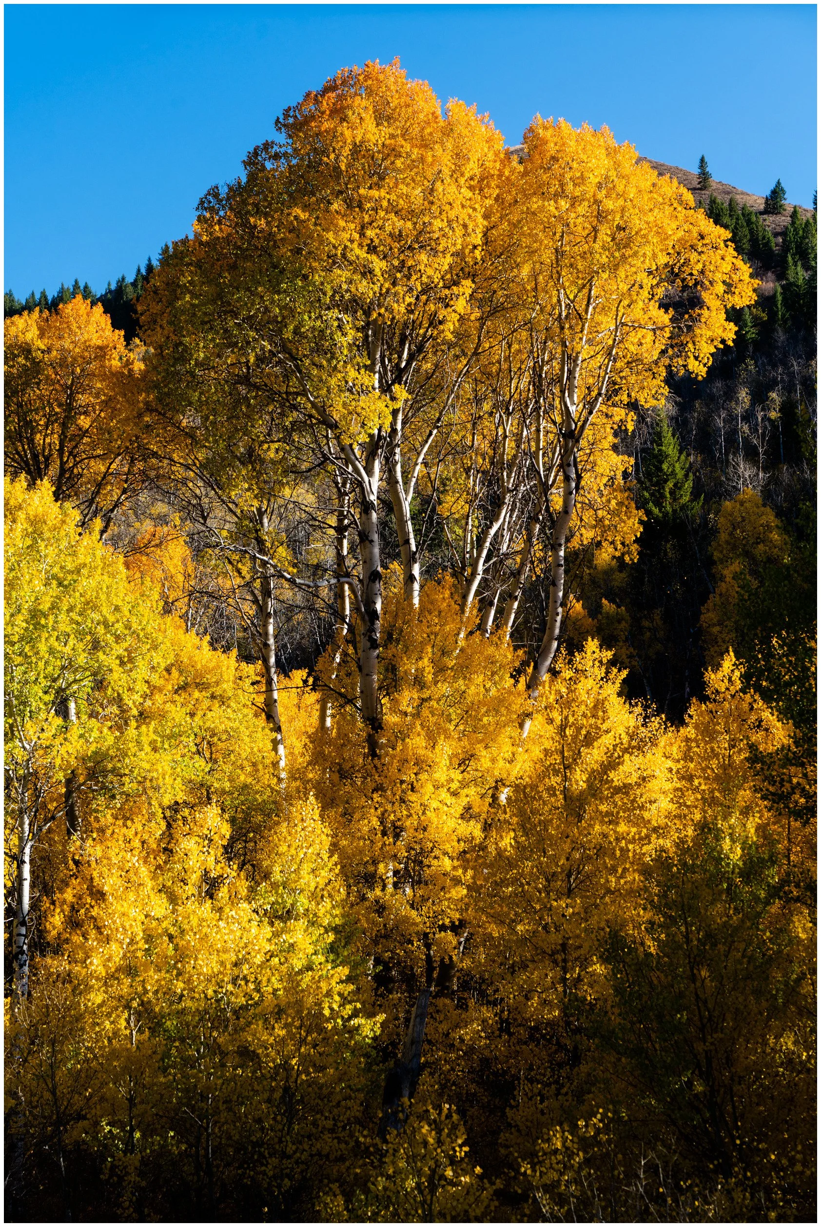 Nature-9_bordered.jpg