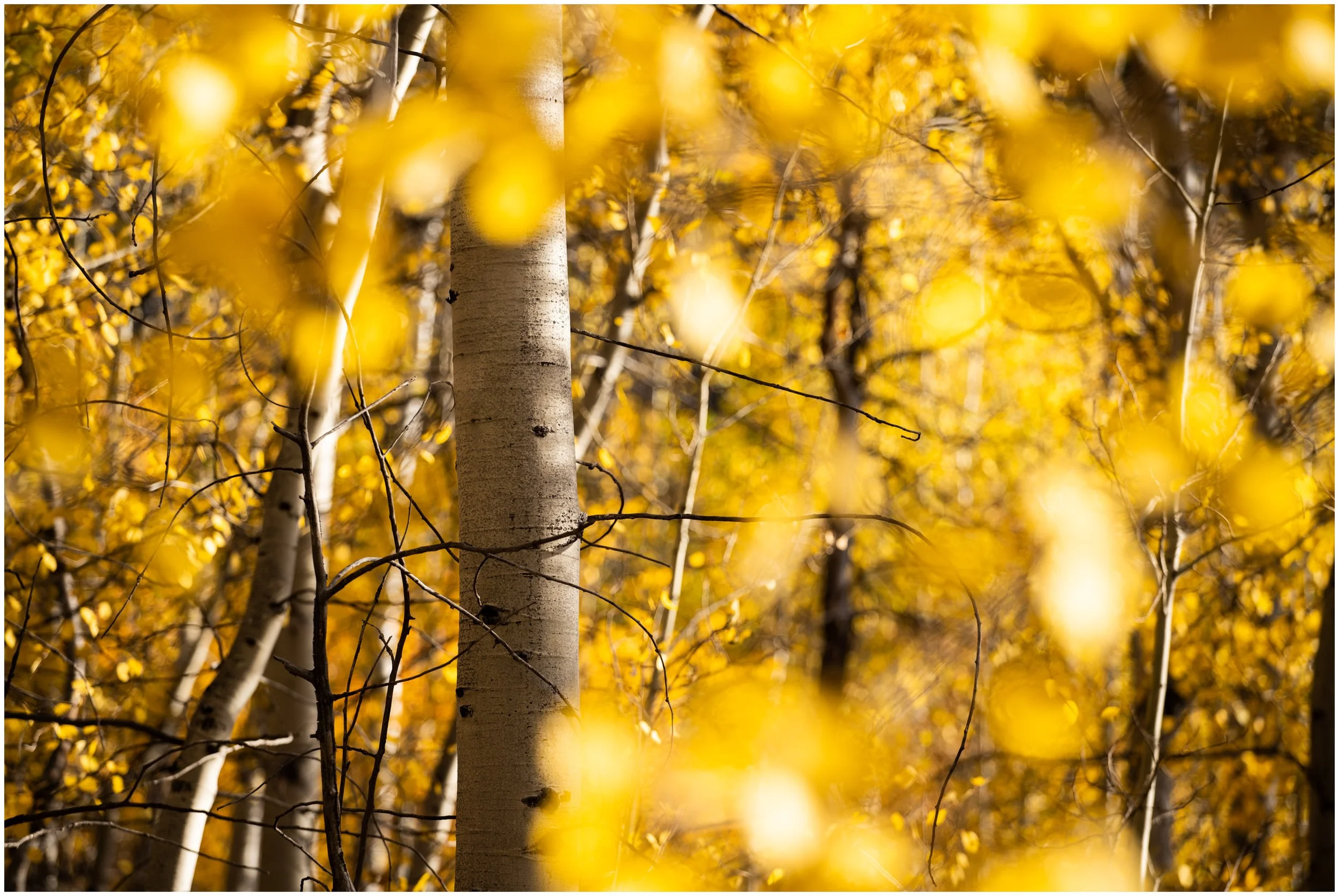 Nature-10_bordered.jpg