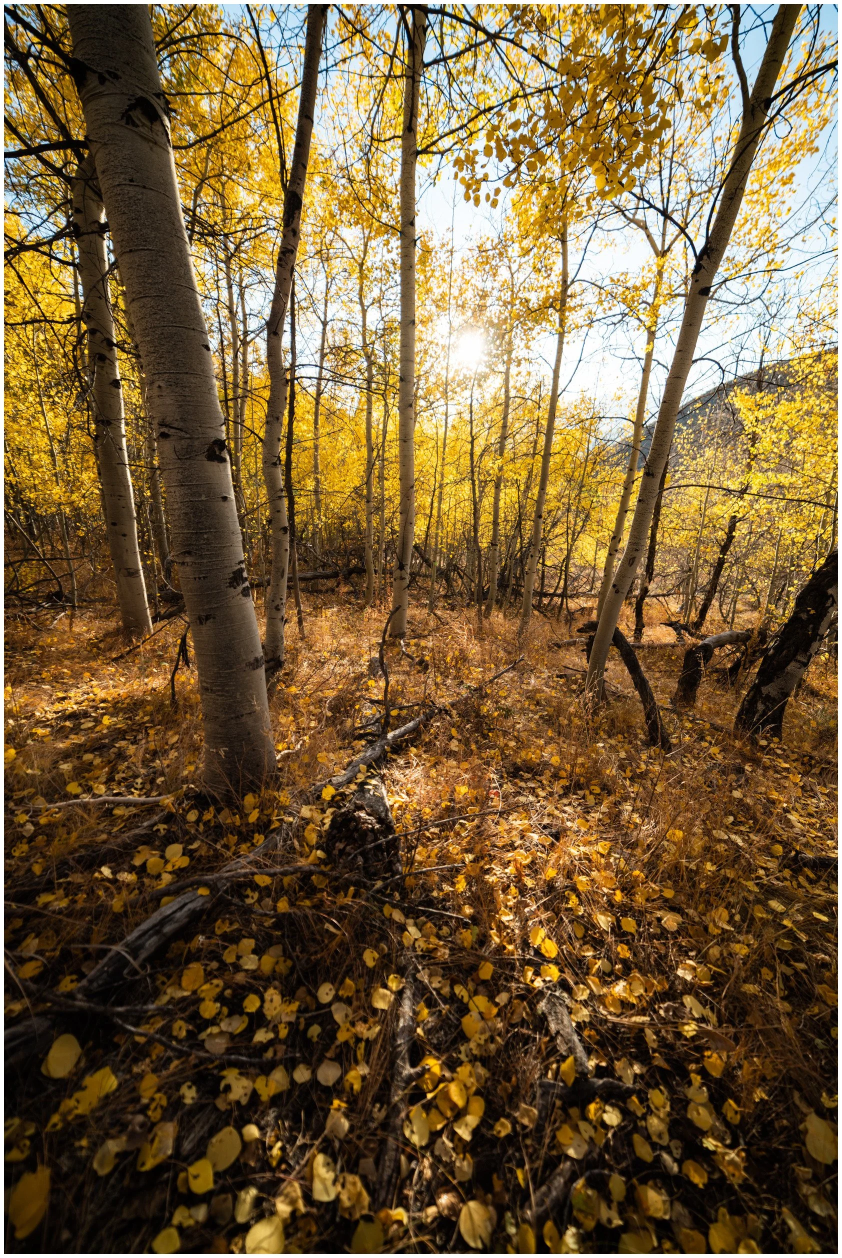 Nature-11_bordered.jpg