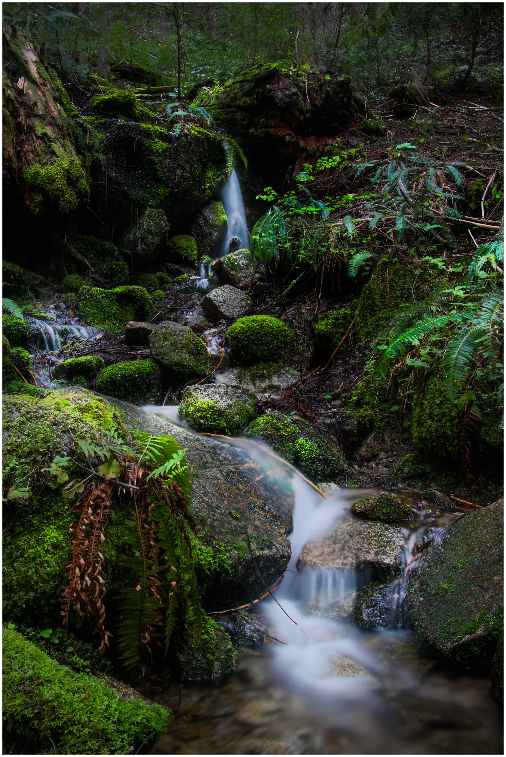 Nature-1_bordered.jpg