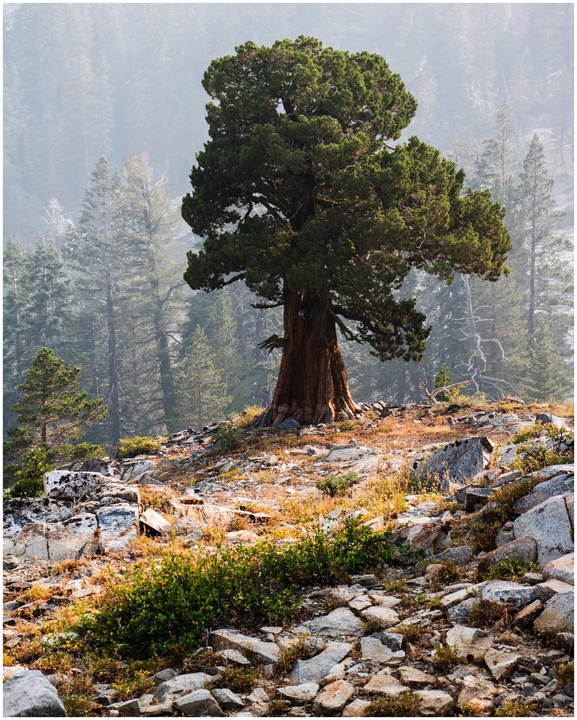 Nature-3_bordered.jpg