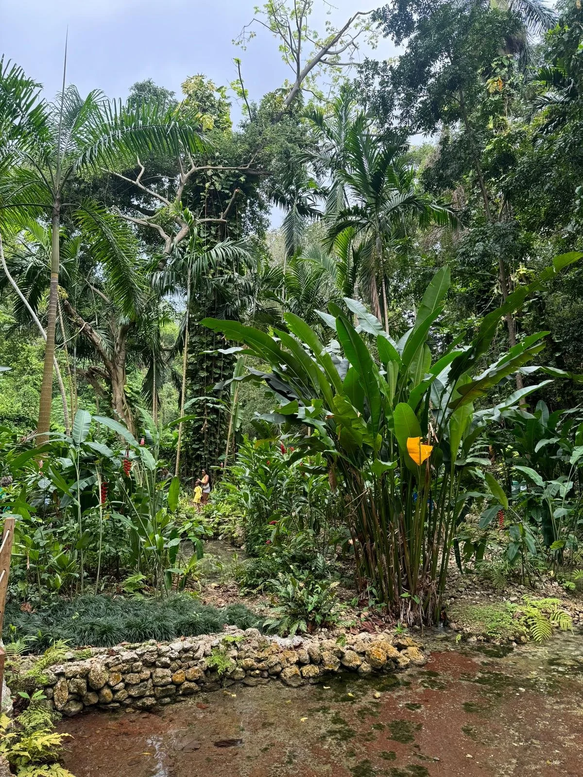 A lush tropical garden with tall trees, broad-leaved plants, and a small stream bordered by a stone wall. Two people are seen walking in the distance among the greenery.