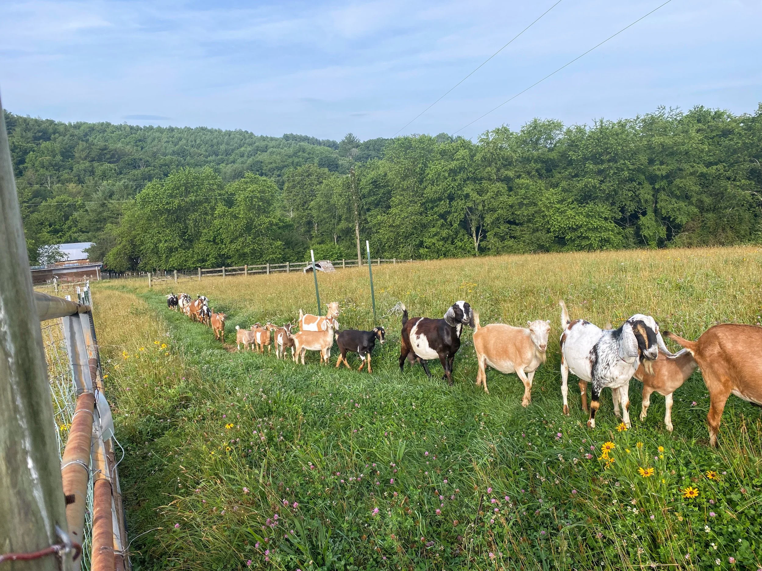 Farm scene with goats eating grass in a field, trees and hills in the background, and a fence on the left side of the image.