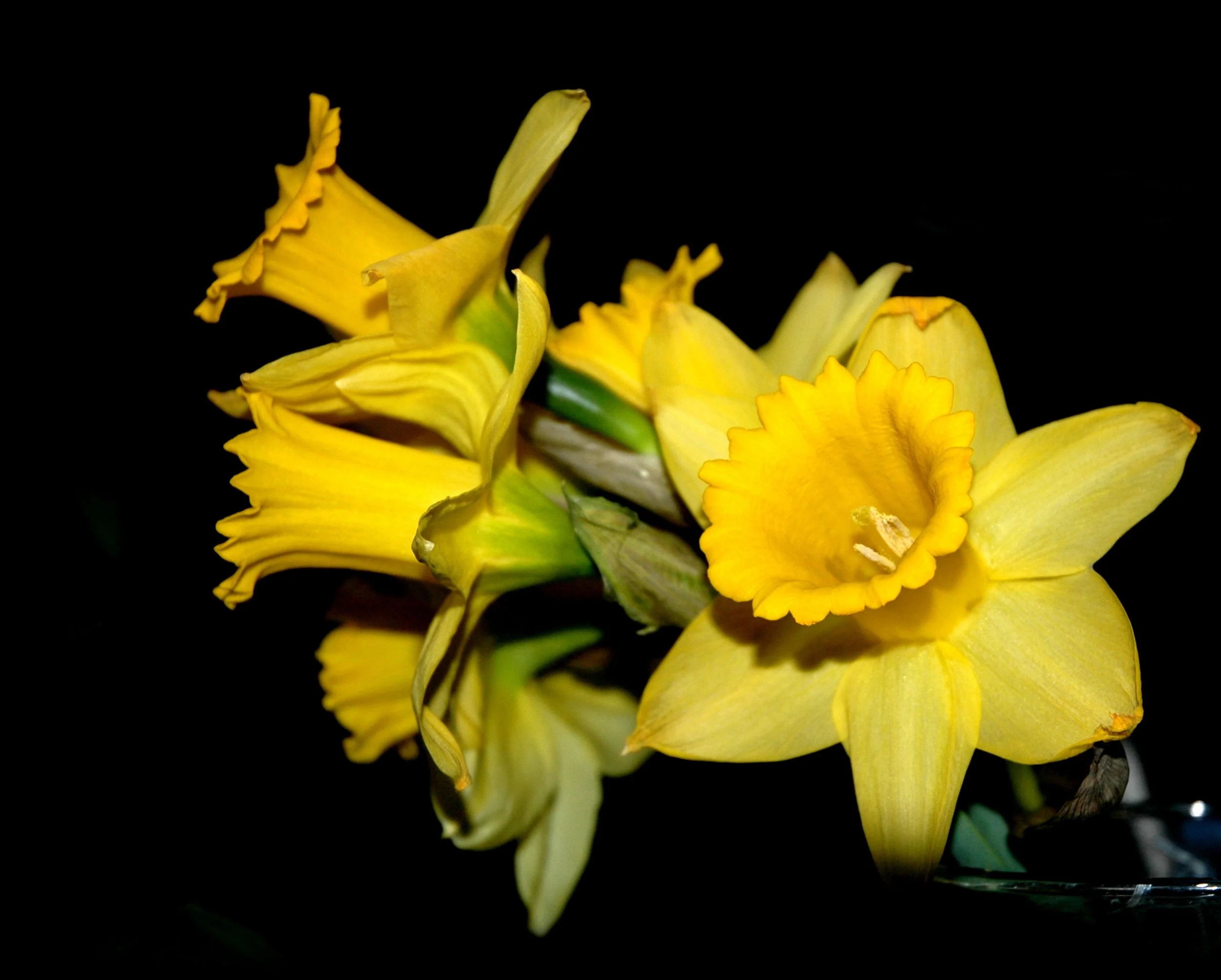 Daffodils