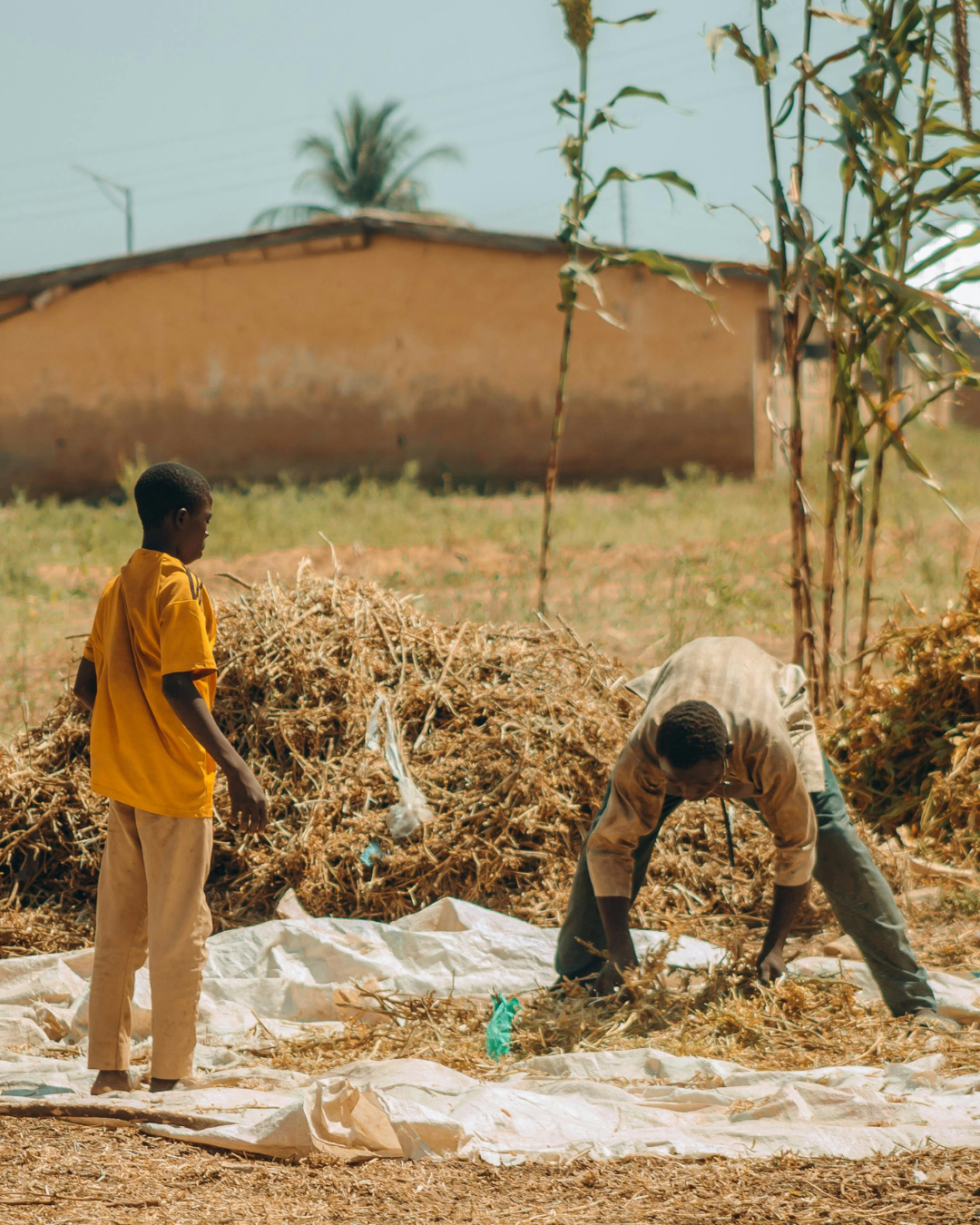 Two children working outdoors with dry plants, one bending down and the other standing nearby, in front of a pile of dried organic material. A house and a palm tree are visible in the background.