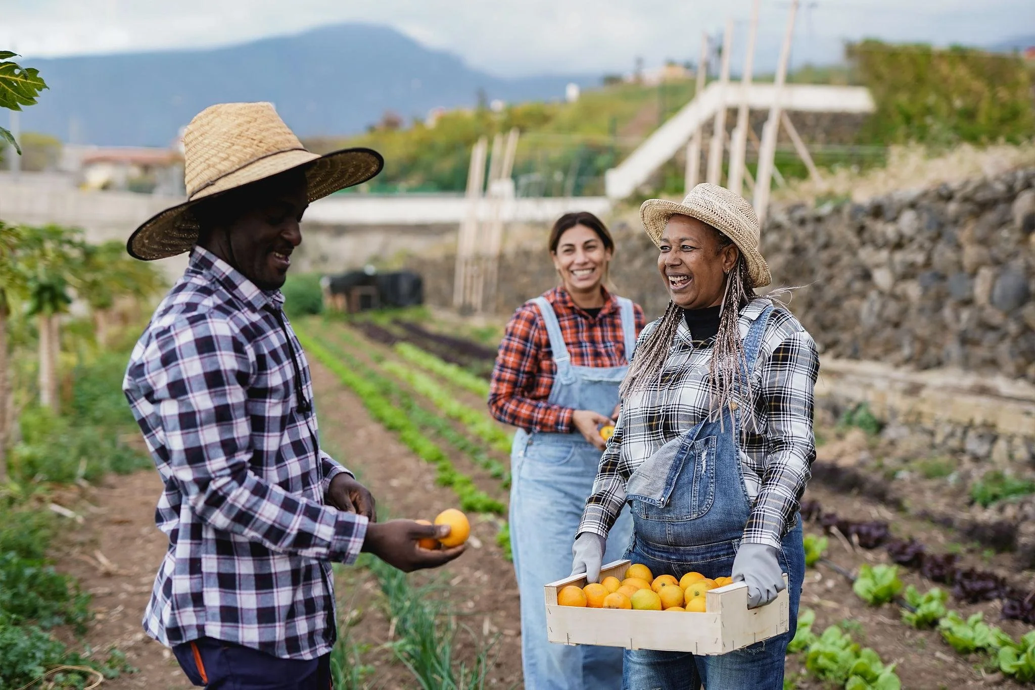 Three women and one man in a farm field, harvesting oranges. The women are smiling, two wearing straw hats, and one holding a box of oranges. The man is wearing a plaid shirt and hat, holding a few oranges.