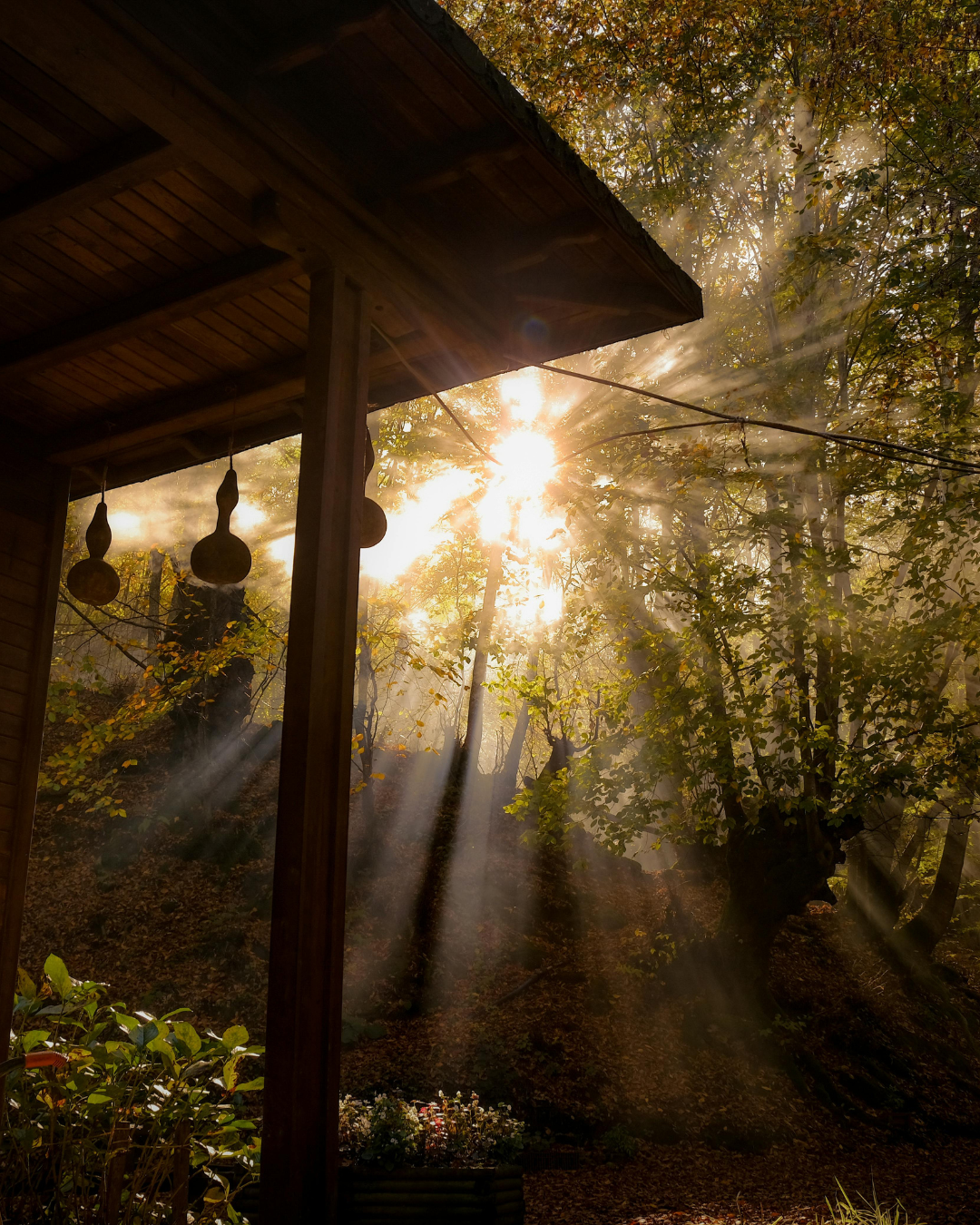 Sunlight filters through trees onto a wooden porch with hanging gourds and plants.