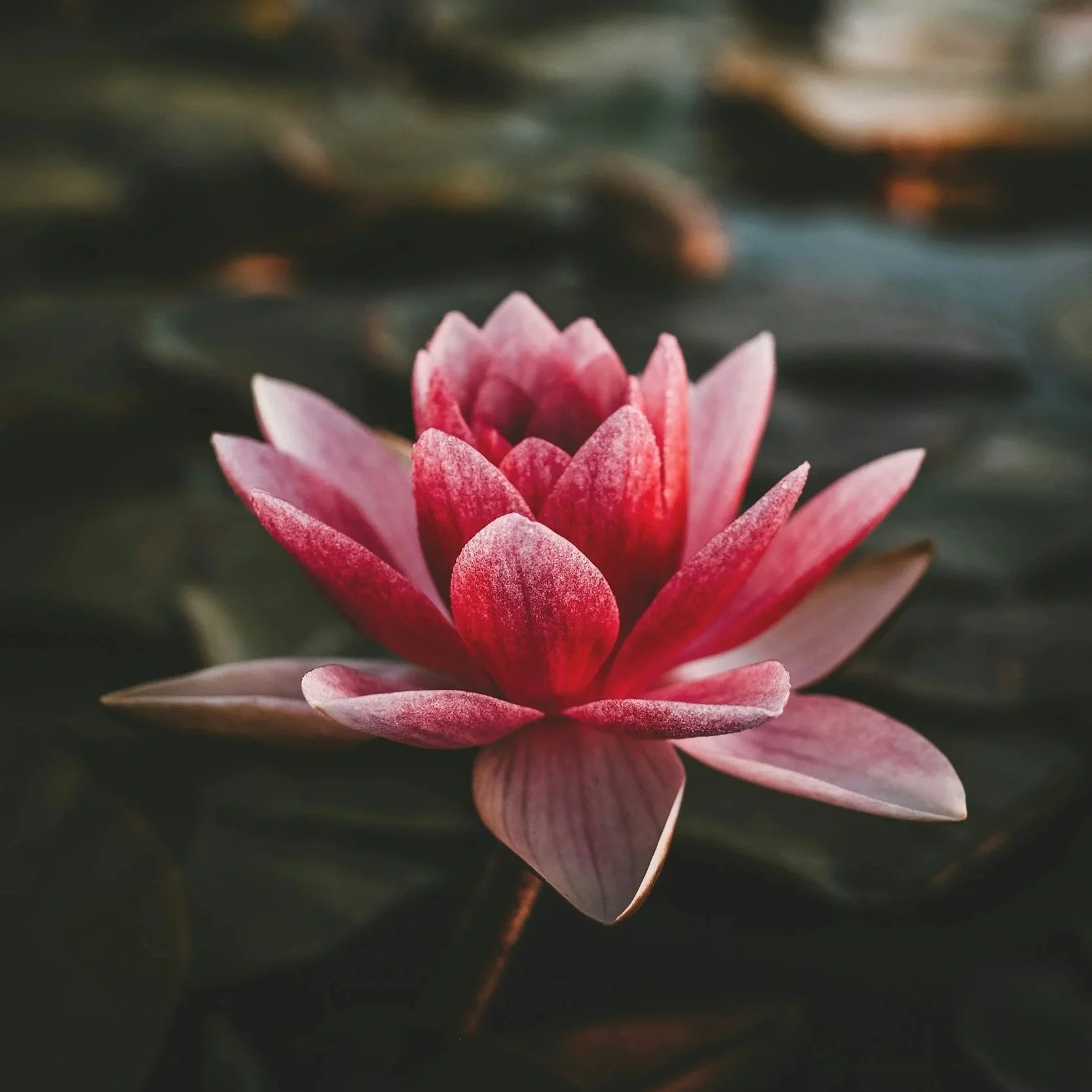 Close-up of a pink water lily floating on dark water.