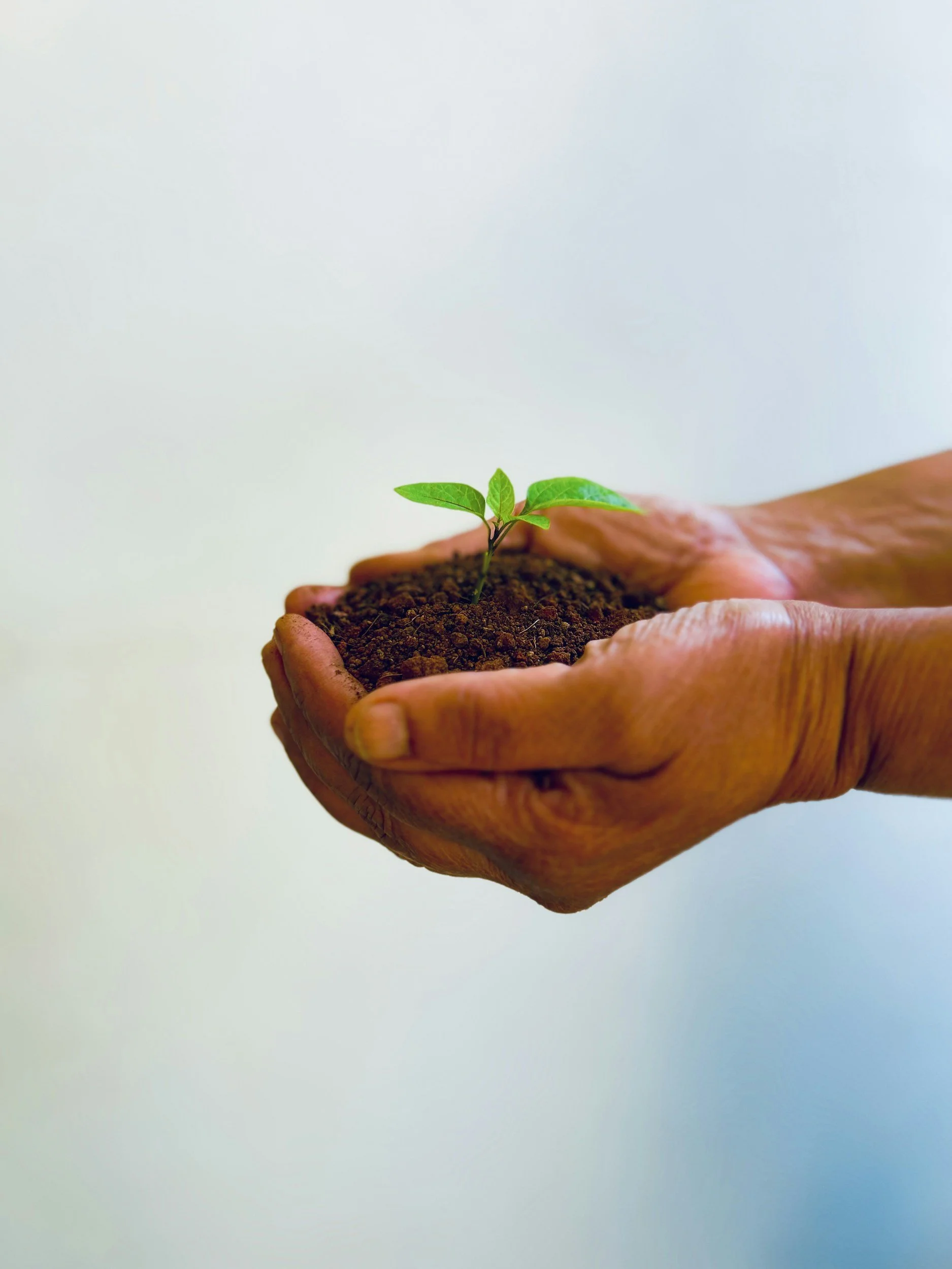 A hand holding a small green plant with soil, against a plain light background.