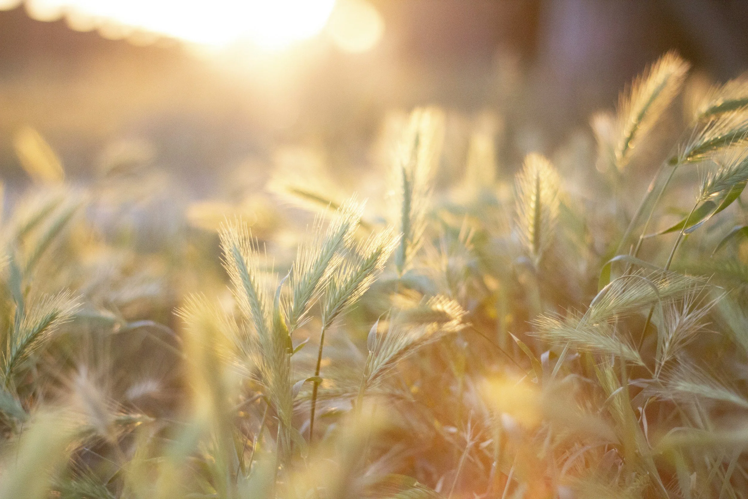 A nature scene of sunlight on fuzzy greenery on the Home page for Unbound Healing & Counseling with Joann Chevaillier.