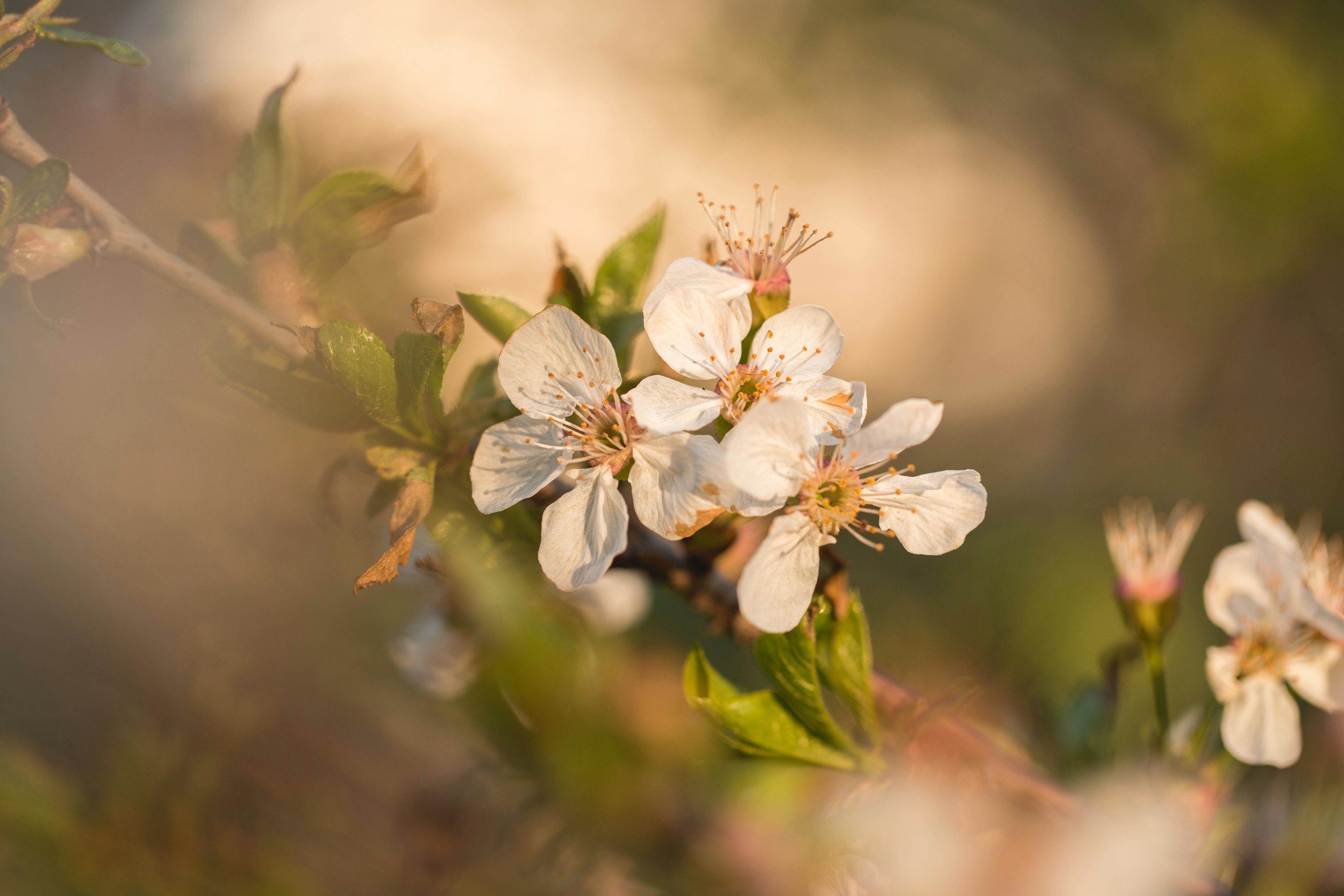 Close-up of white blossom flowers on a tree branch on the Home page for Unbound Healing & Counseling with Joann Chevaillier.
