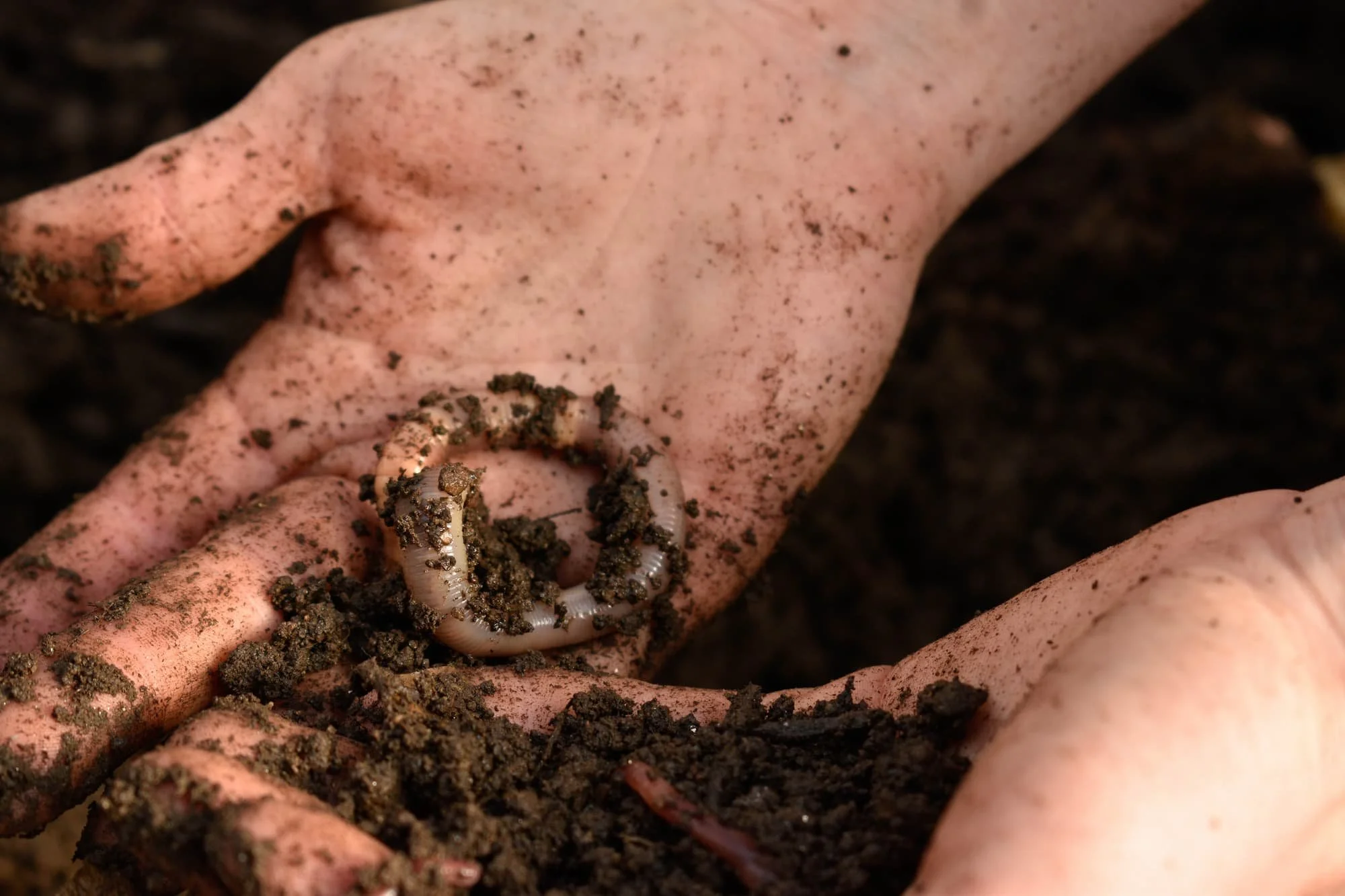 Earthworms play a vital role in breaking down compost into vital nutrients for young seedlings.