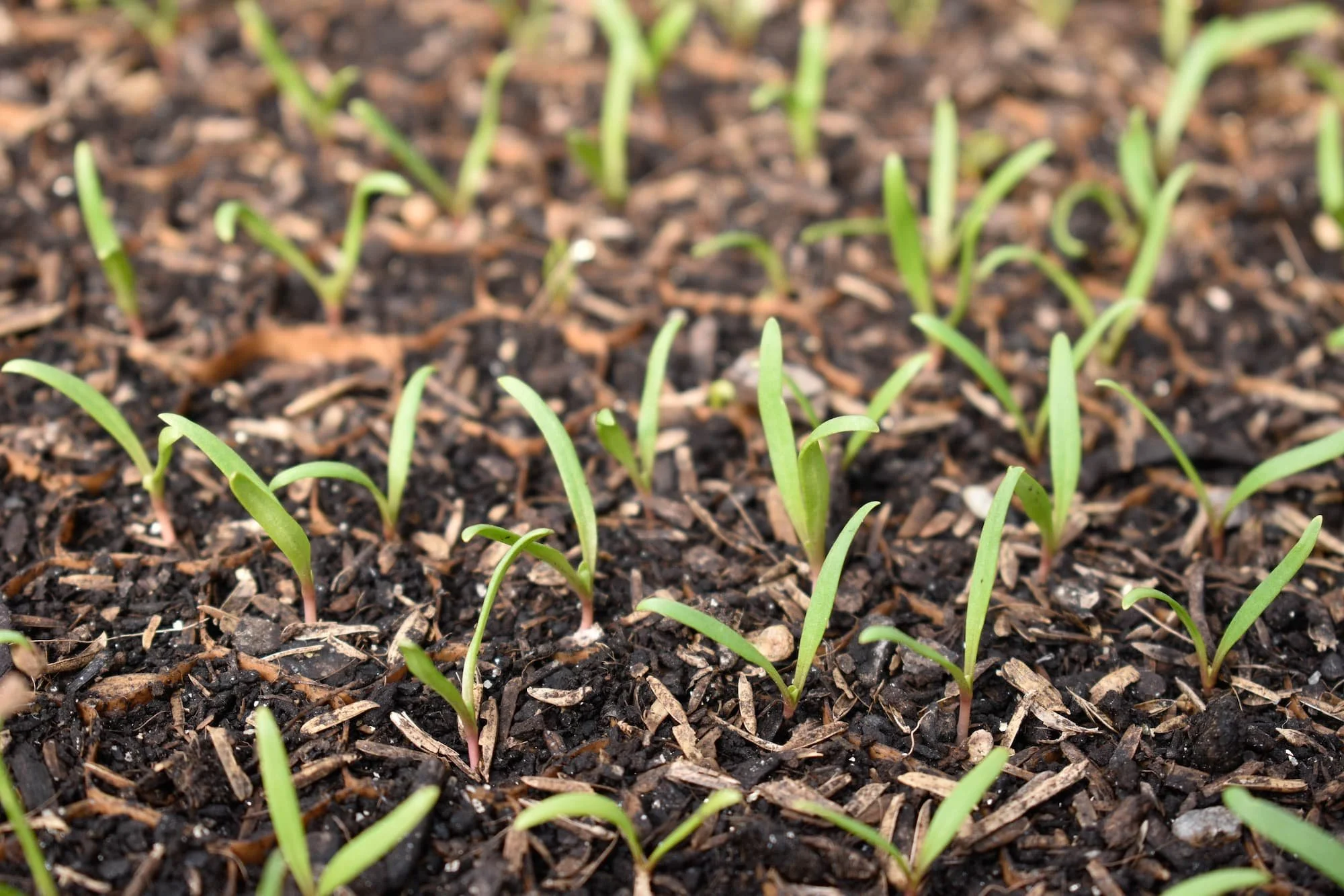 In mid-February, Full Moon Farm Collective was busy germinating seedlings in their greenhouse to prepare for the upcoming spring season.