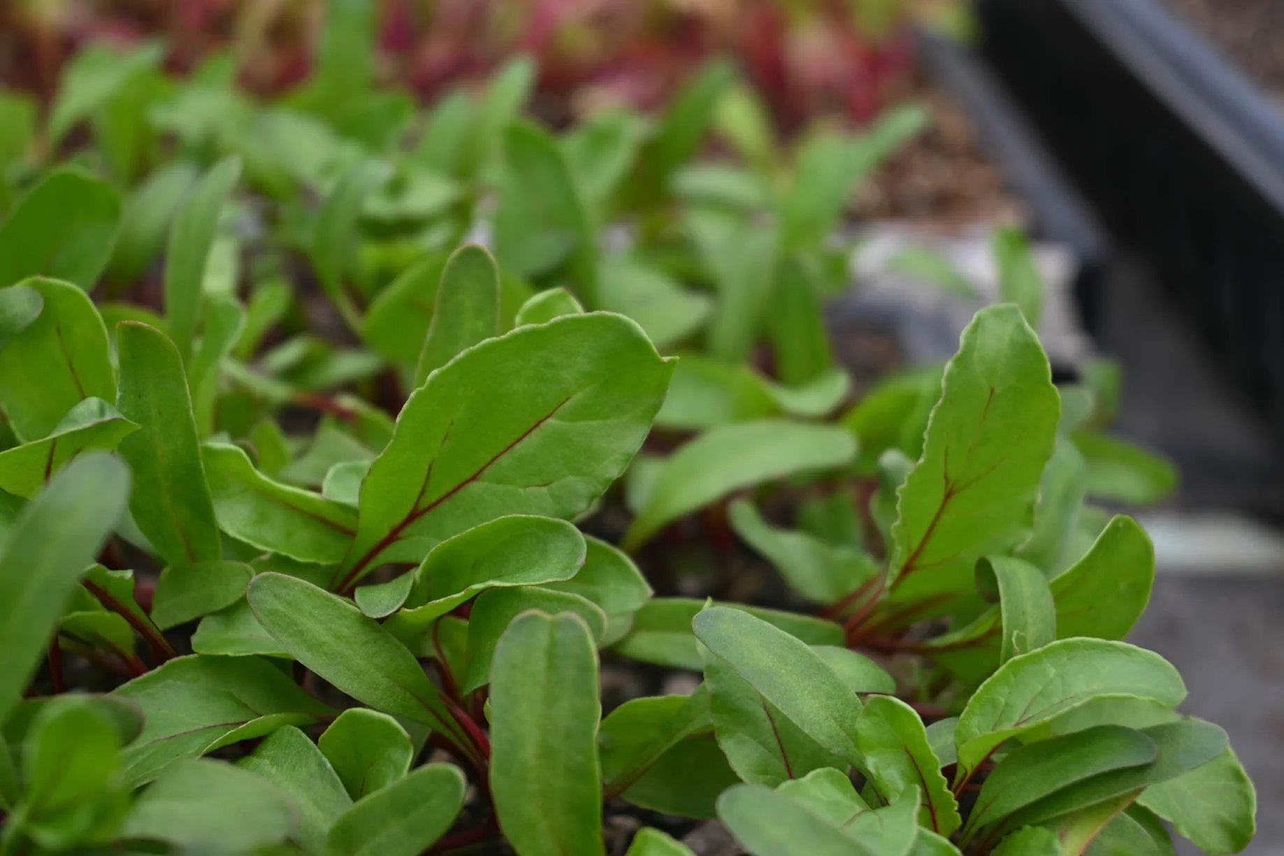 20250415_basil_FMF-5.jpg
