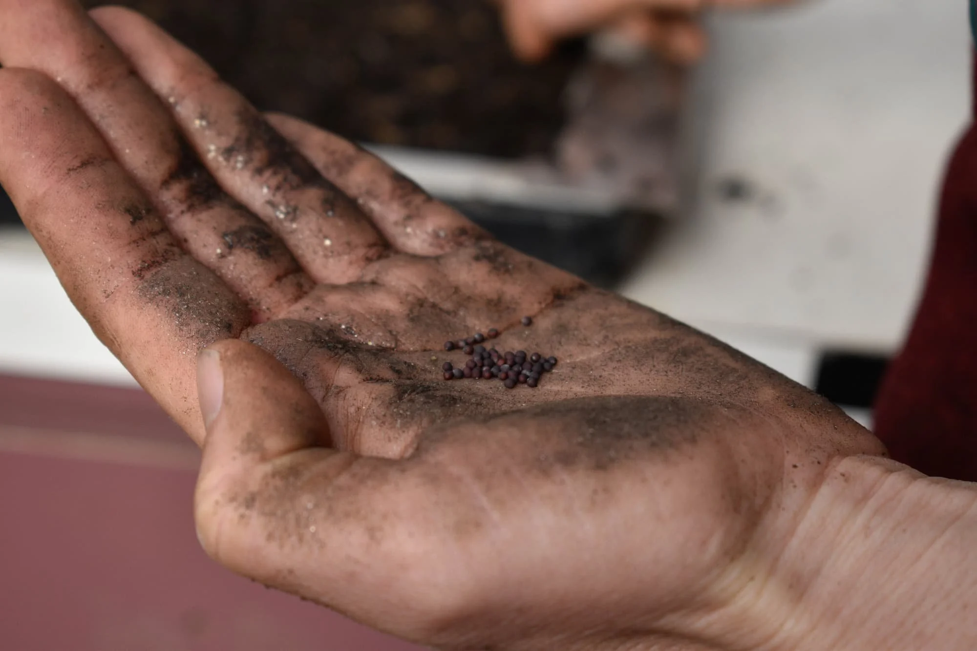 Kara Dodson, lead farmer and executive director of the non-profit, takes time to carefully sow seeds by hand.