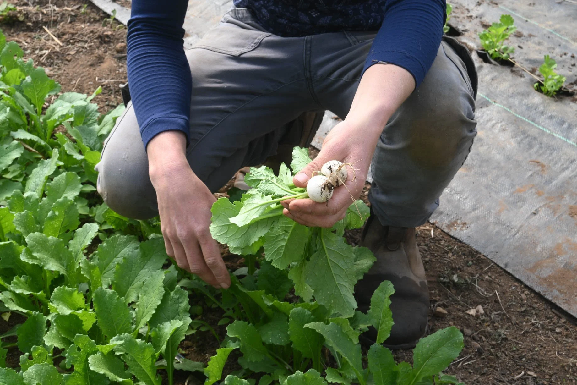 20250415_basil_FMF-11.jpg