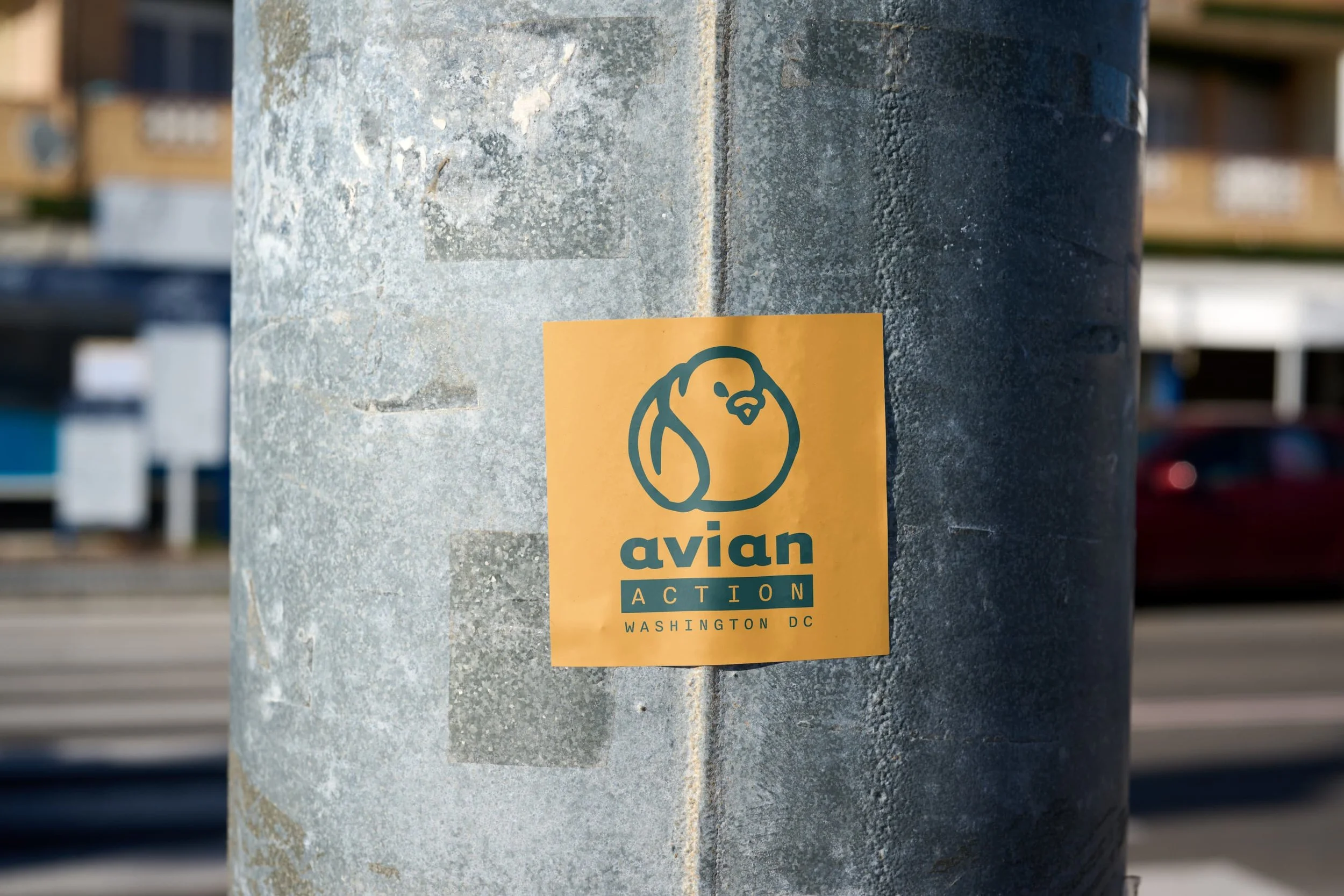 Avian Action