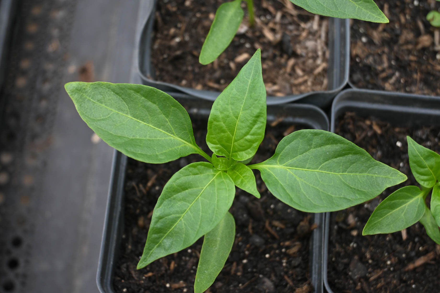 20250415_basil_FMF-9.jpg
