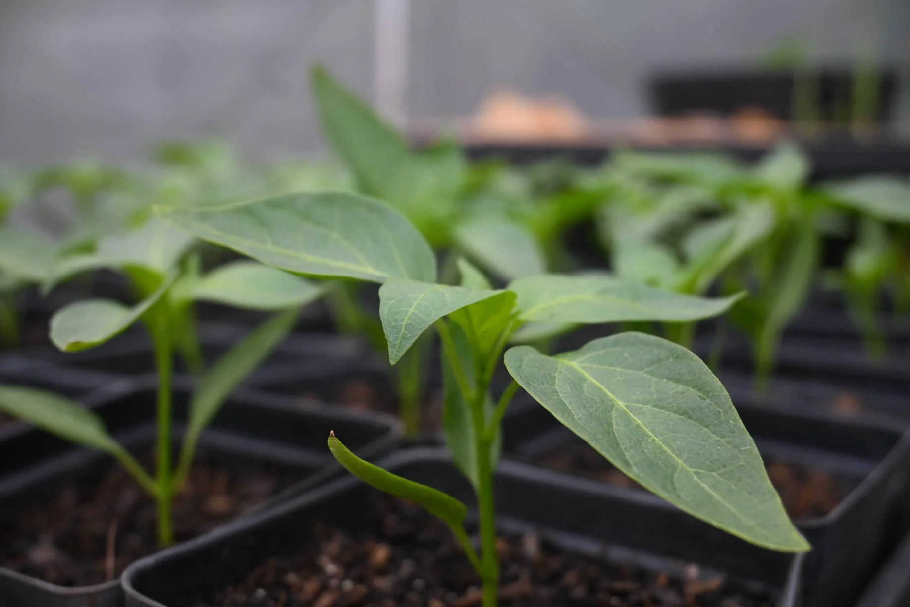 20250415_basil_FMF-13.jpg