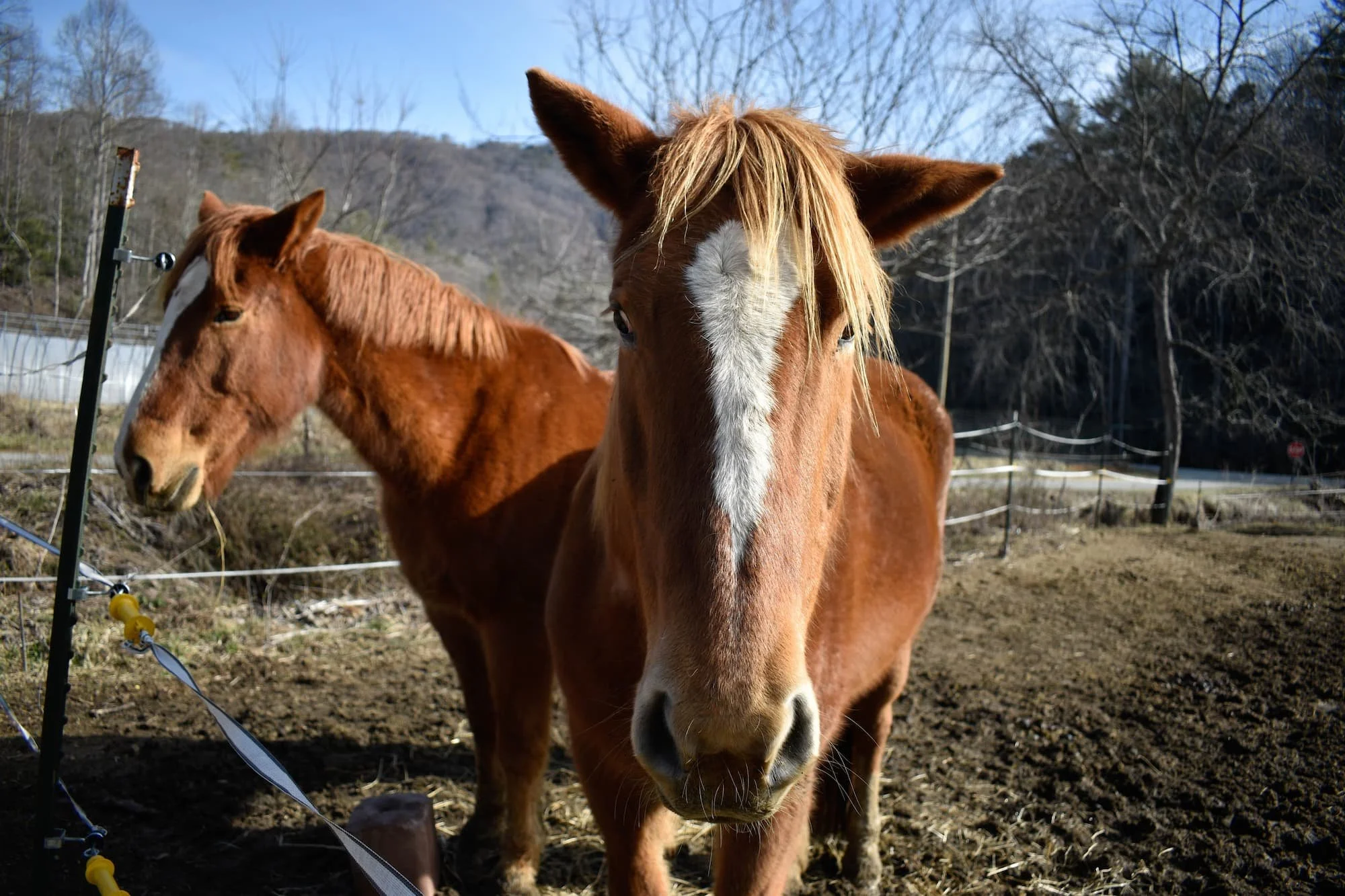 Linus and Lucy are two of the resident draft horses, who work to plow the fields as well as take part in equine therapy workshops.