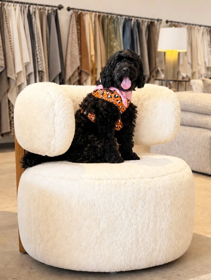 Furry Friend Friday! 

Meet Waldo. This adorable cockapoo knows quality and cuddly a shearling when he sees it. Wendy is the proud mama of wonderful Waldo. 

#dogsofdesign #verellen #interiordesign #interiordesignatx austintradeshowroom
