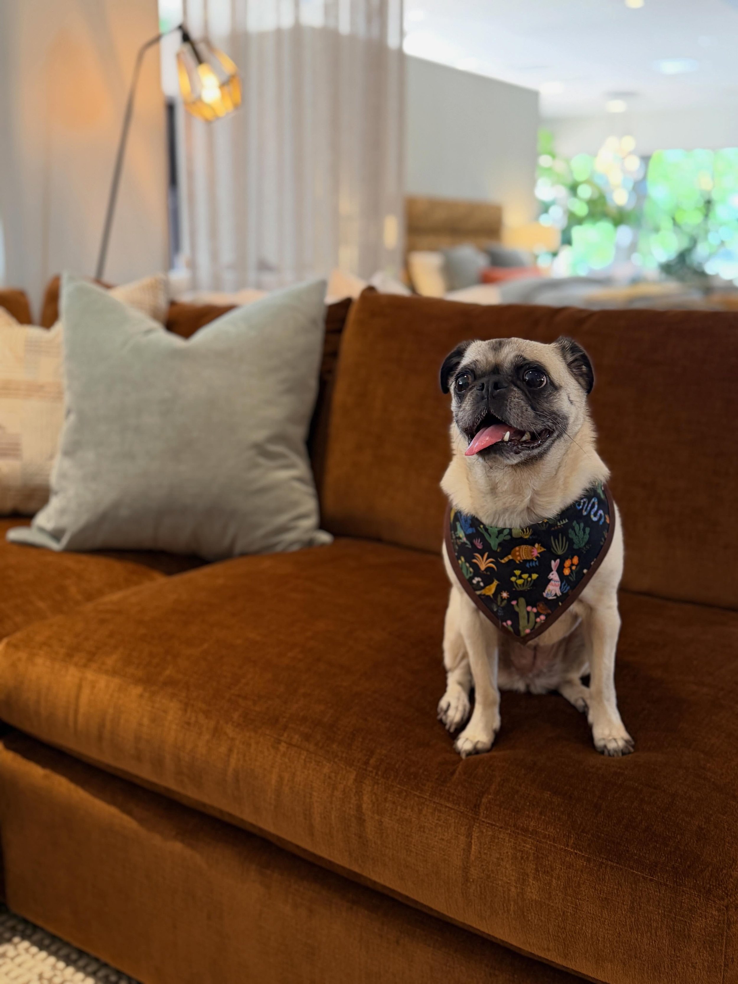 🐾 Furry Friend Friday!
Meet Ms. Gator Fern, aka Puggy, Poog, Gator-Tator, and whatever else she answers to! 💕

Gator is no stranger to the spotlight, having participated in multiple contests, including pug competitions. Clearly, she knows she&rsquo