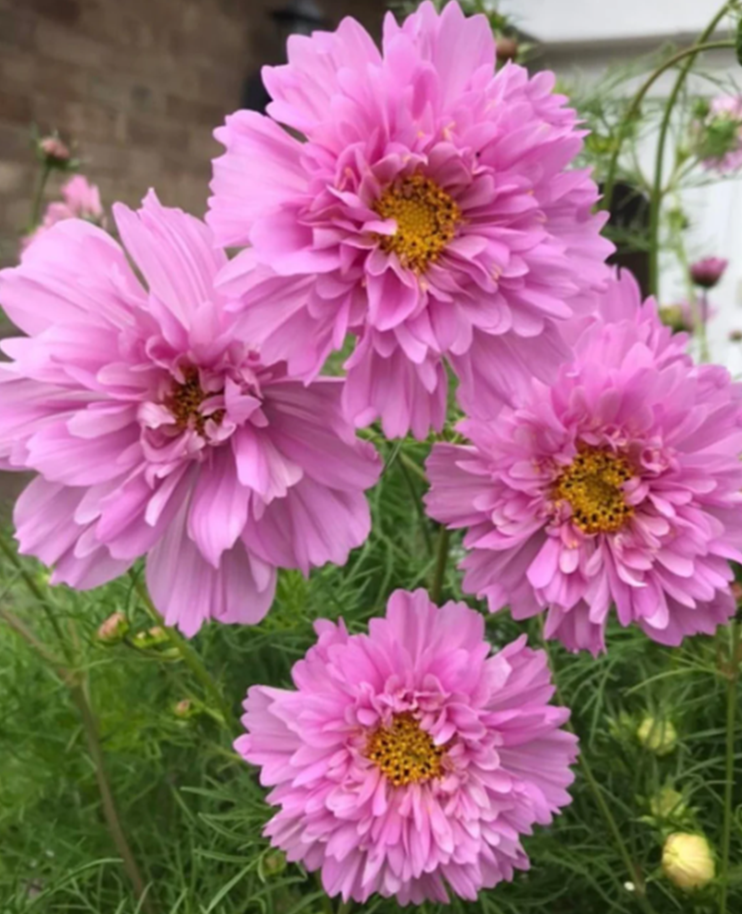 Cosmos