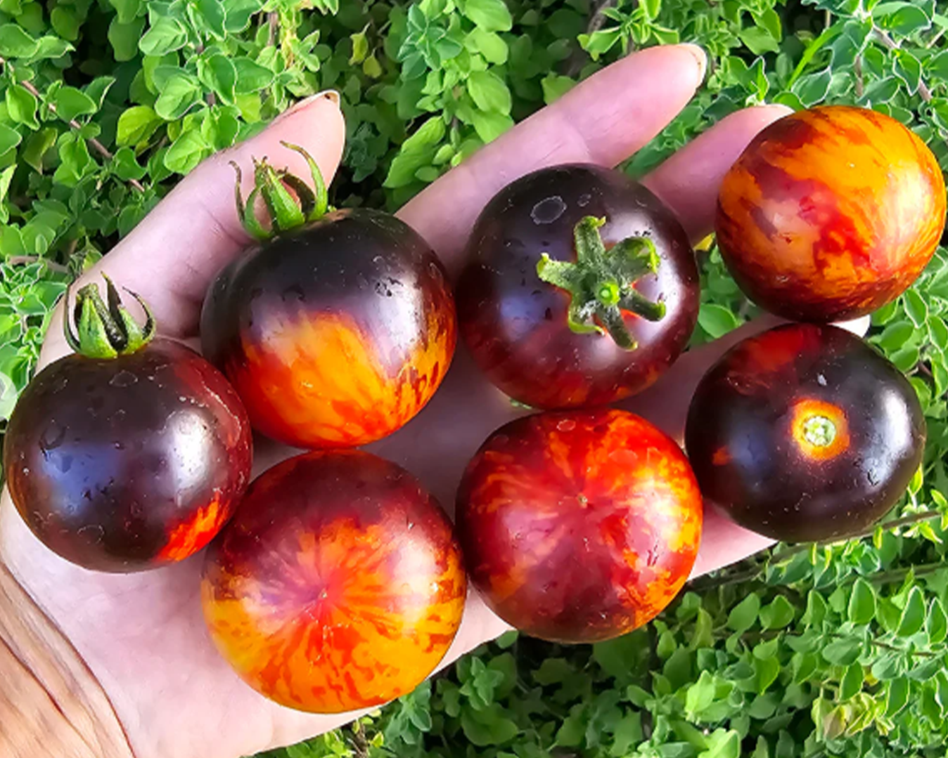 Queen of The Night Tomato