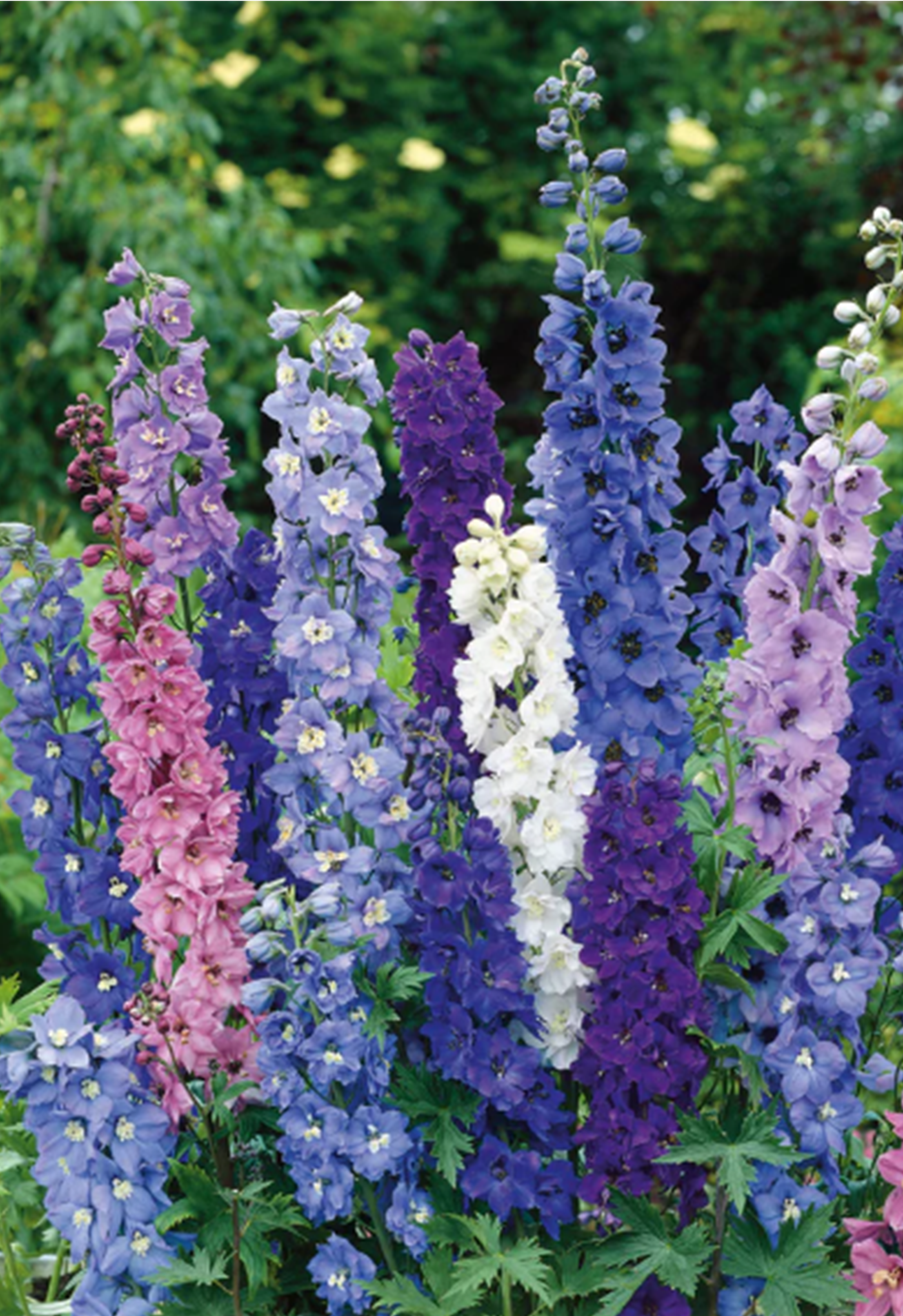 Pacific Giants Delphinium / 1pk