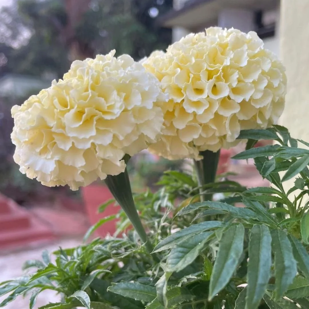 4pk White Kilimanjaro Marigolds