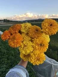 4pk Giant Crackerjack Marigolds