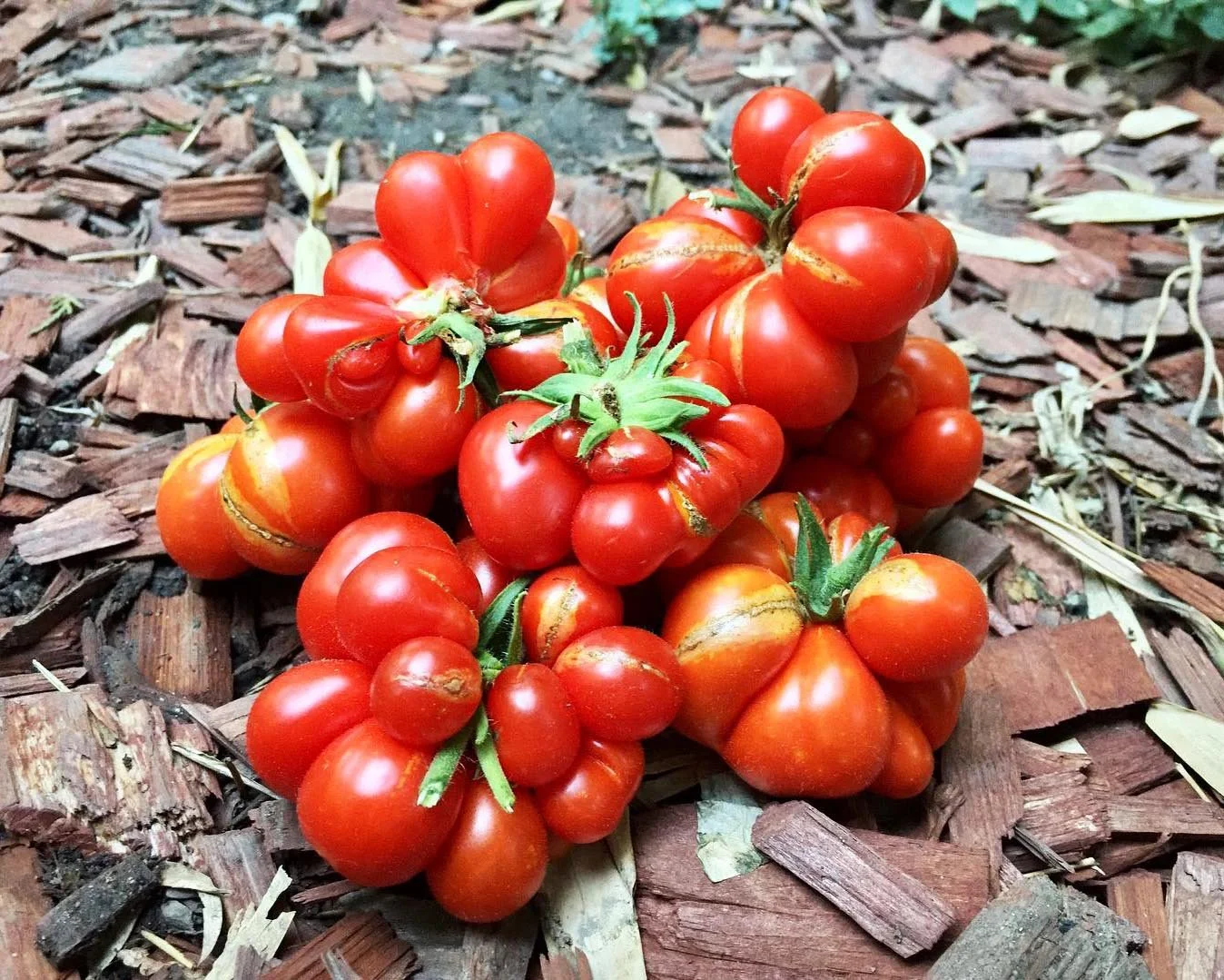 Reisetomate ( Traveler) Tomatoes