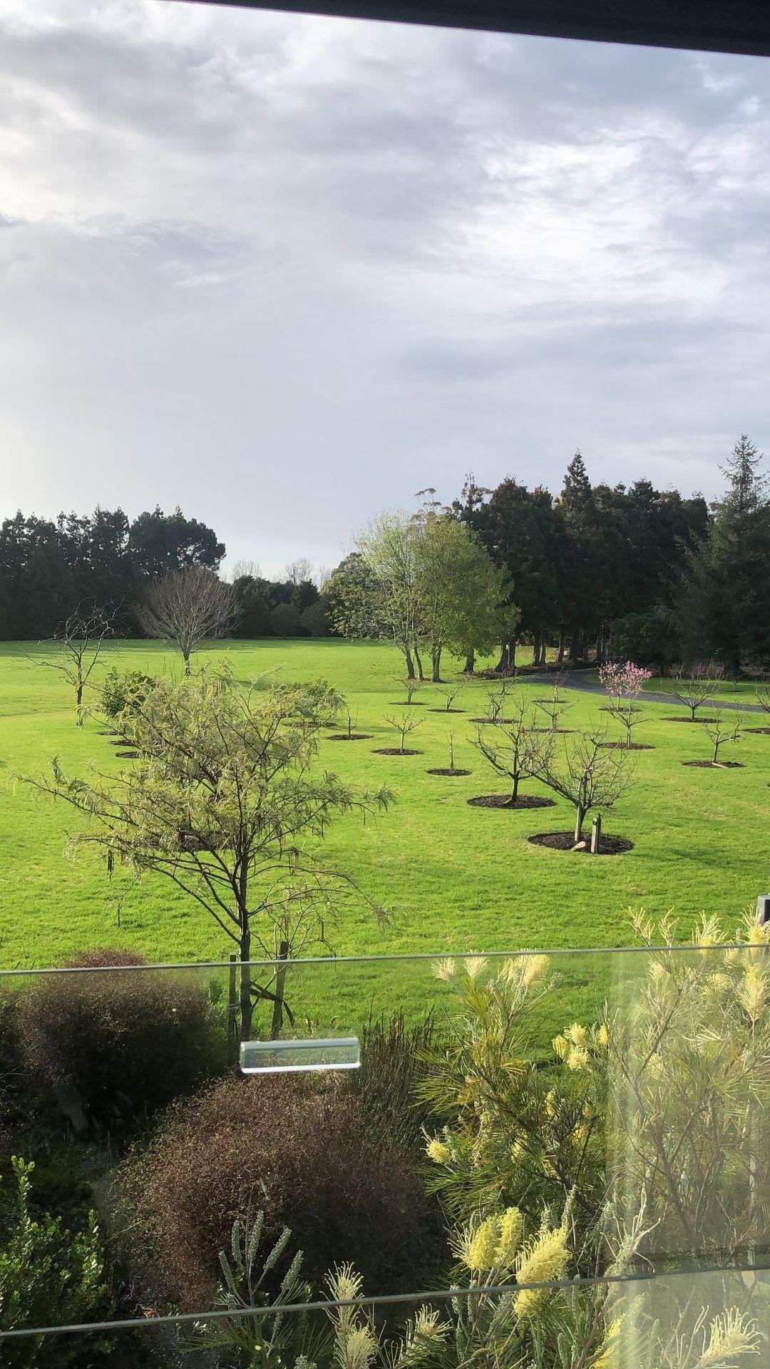 View of a park with multiple small trees planted in circular patches, a few larger trees in the background, and a cloudy sky overhead.
