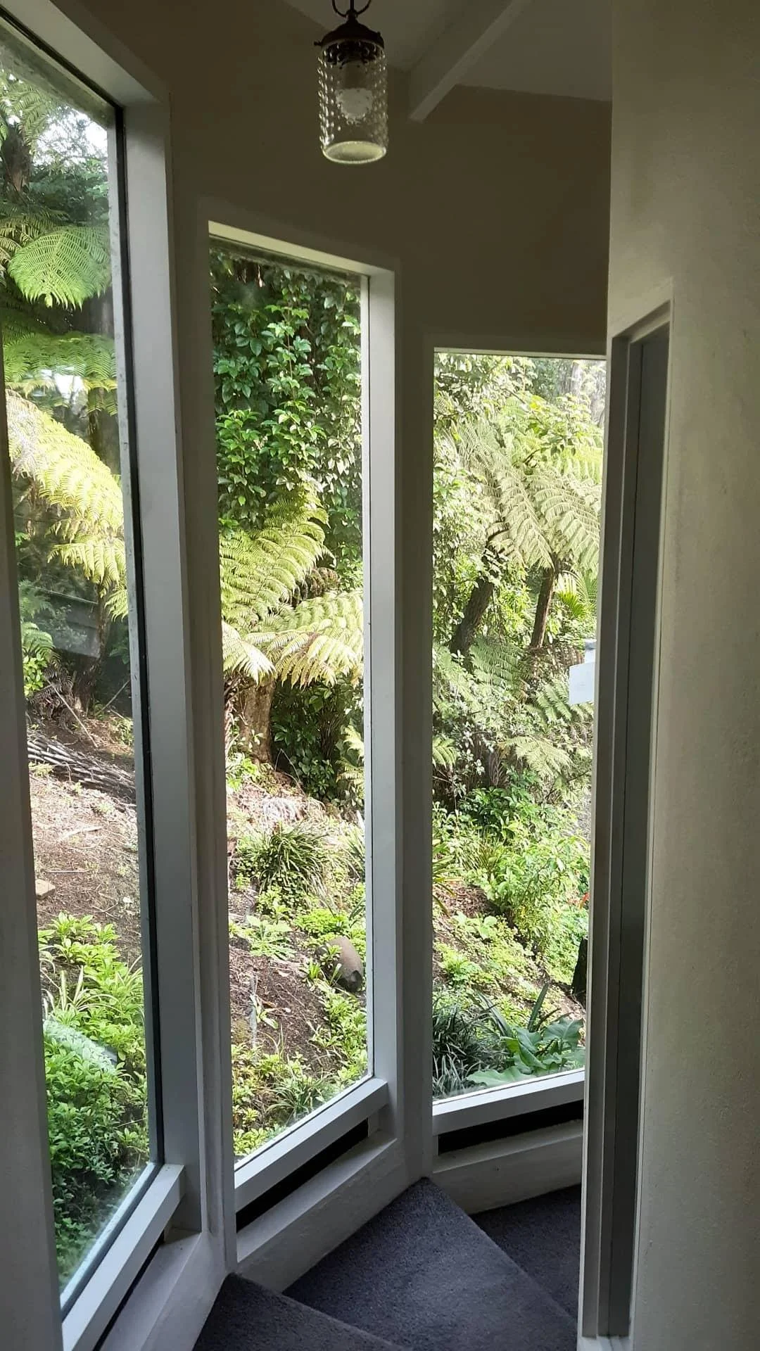 View from inside a house looking out a bay window at lush green ferns and other vegetation in a garden.